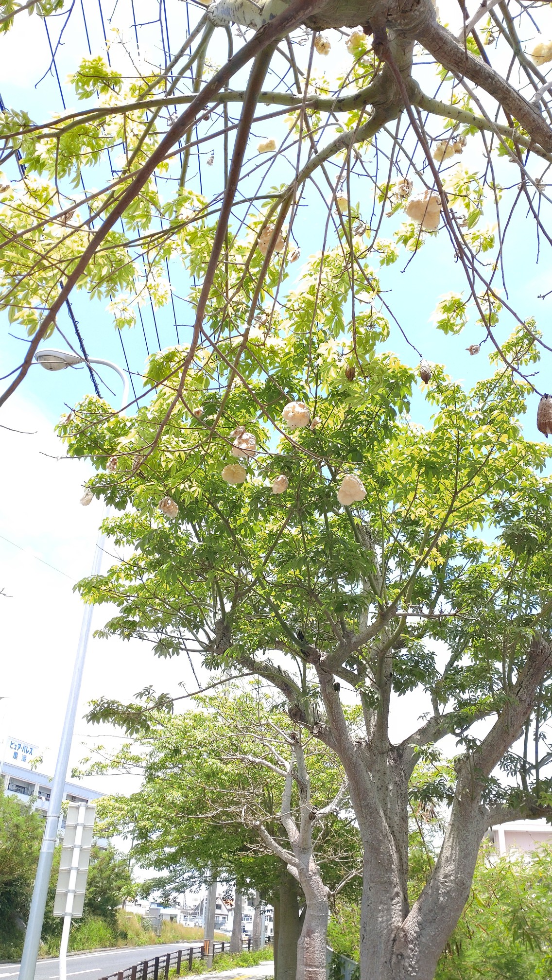 那覇散歩 トックリキワタを求めて 半分以上浦添 タカシさんの那覇市 沖縄南部 の活動日記 Yamap ヤマップ
