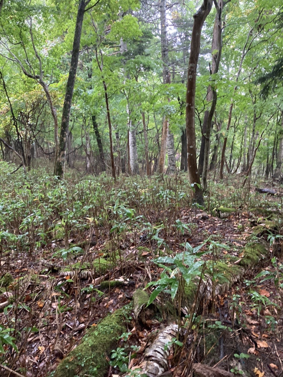 どしゃ降りの雨の中 念願の天然舞茸見つ 山ちゃんさんのモーメント Yamap ヤマップ