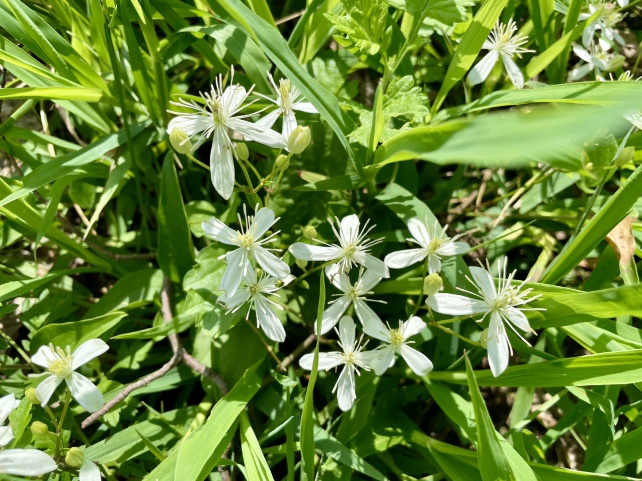 紫雲出山 三角点 み つけた イモトアヤコ風ゲット 荘内半島 三崎半島 粟島の写真21枚目 センニンソウ 仙人草 ᵕ 花言葉 Yamap ヤマップ