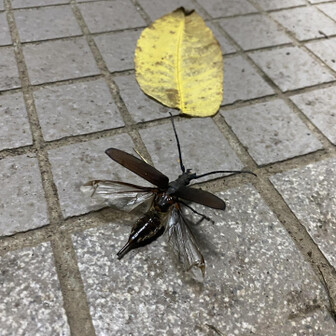 ミヤマカミキリだっけ？