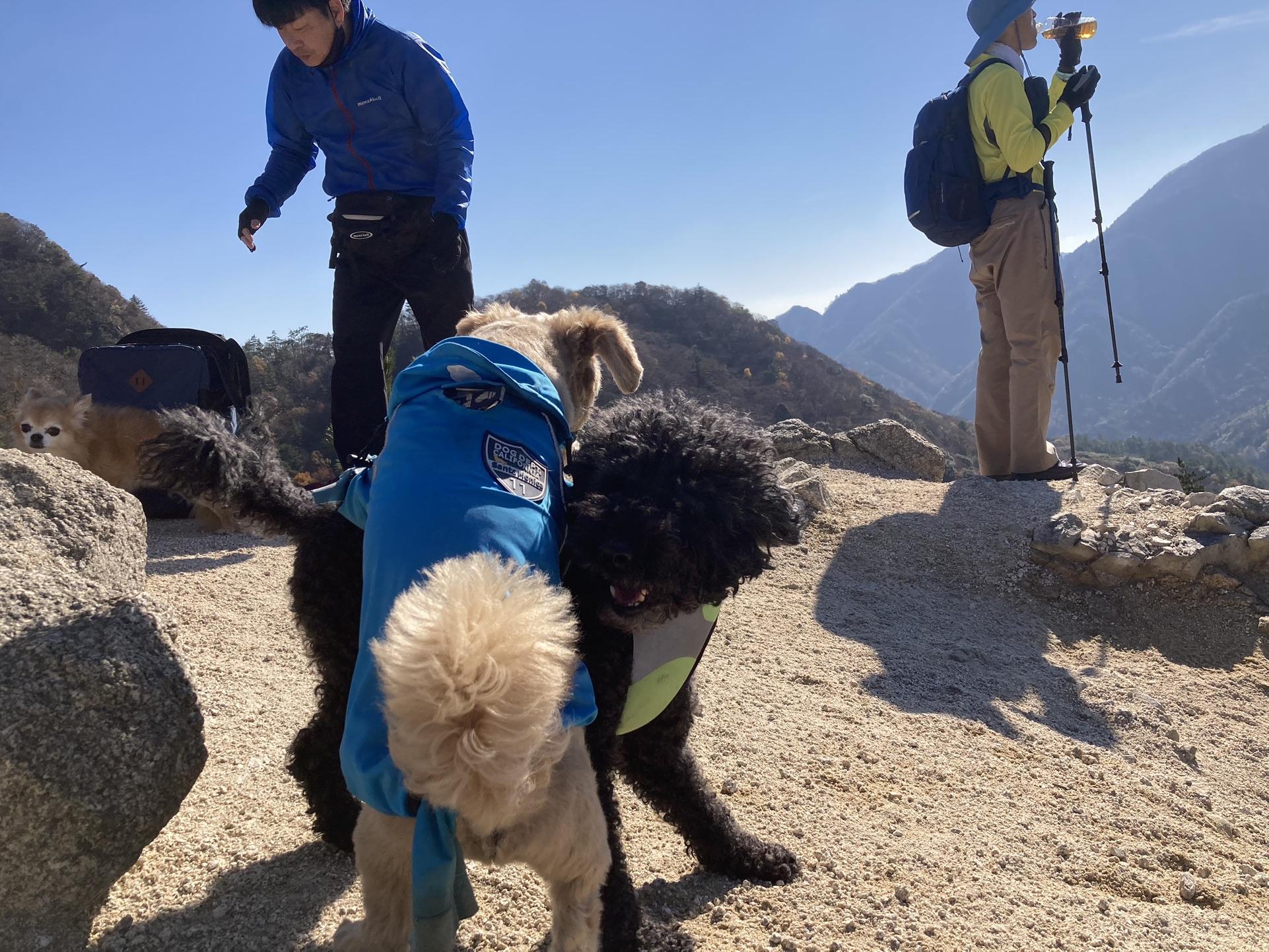 釈迦ヶ岳 ガウガウ