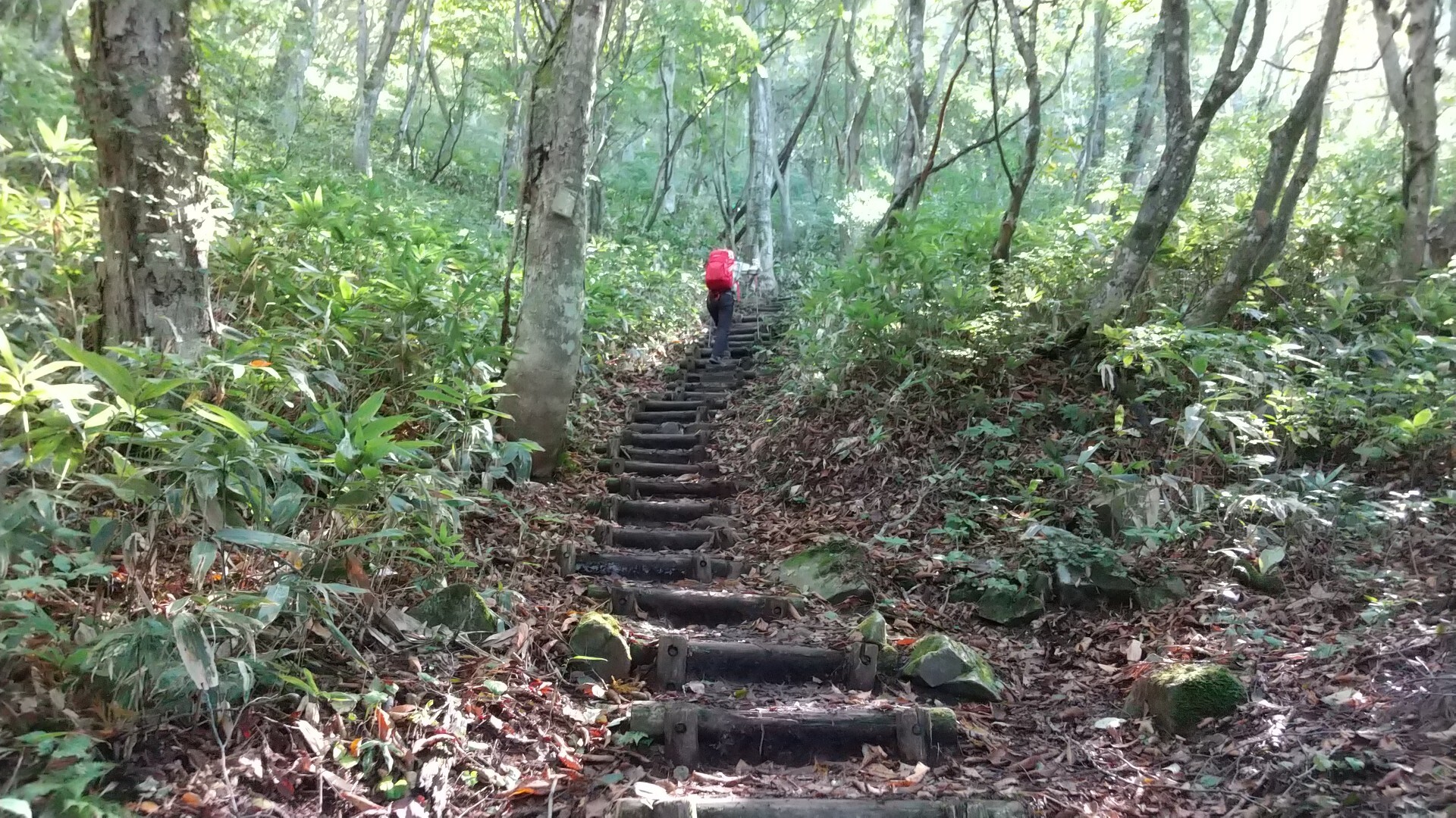 美しい稜線に感動！ 平標山 / 仙ノ倉山・平標山・大源太山の写真2枚目 / いきなりキツい木段😣 YAMAP / ヤマップ