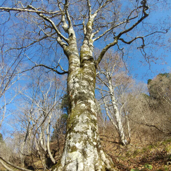 左門岳 そこにあったのがこのブナ。今日見た中では最大です。