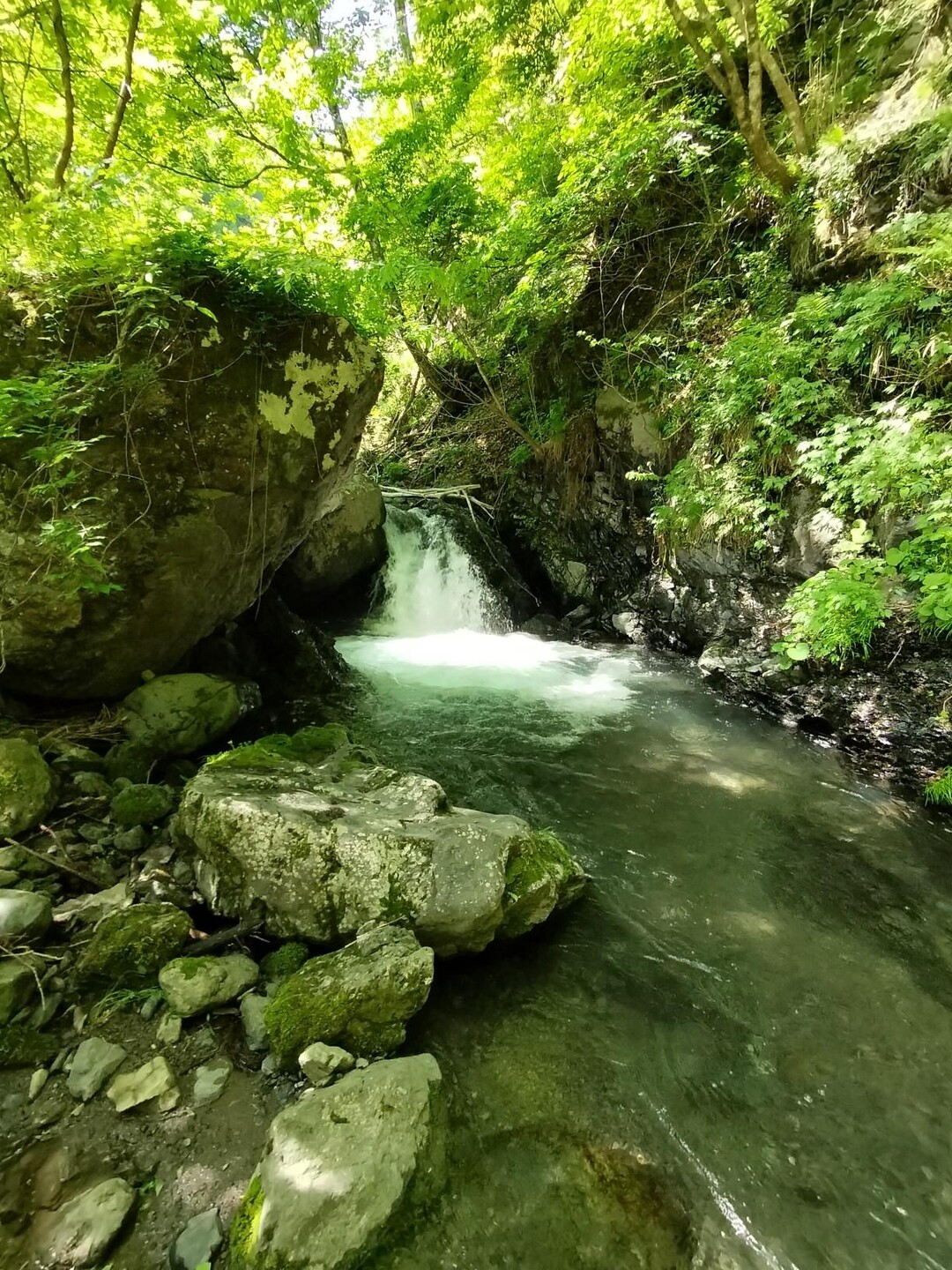 西前の谷 3 / inojunさんの小津権現山・花房山の活動データ | YAMAP / ヤマップ