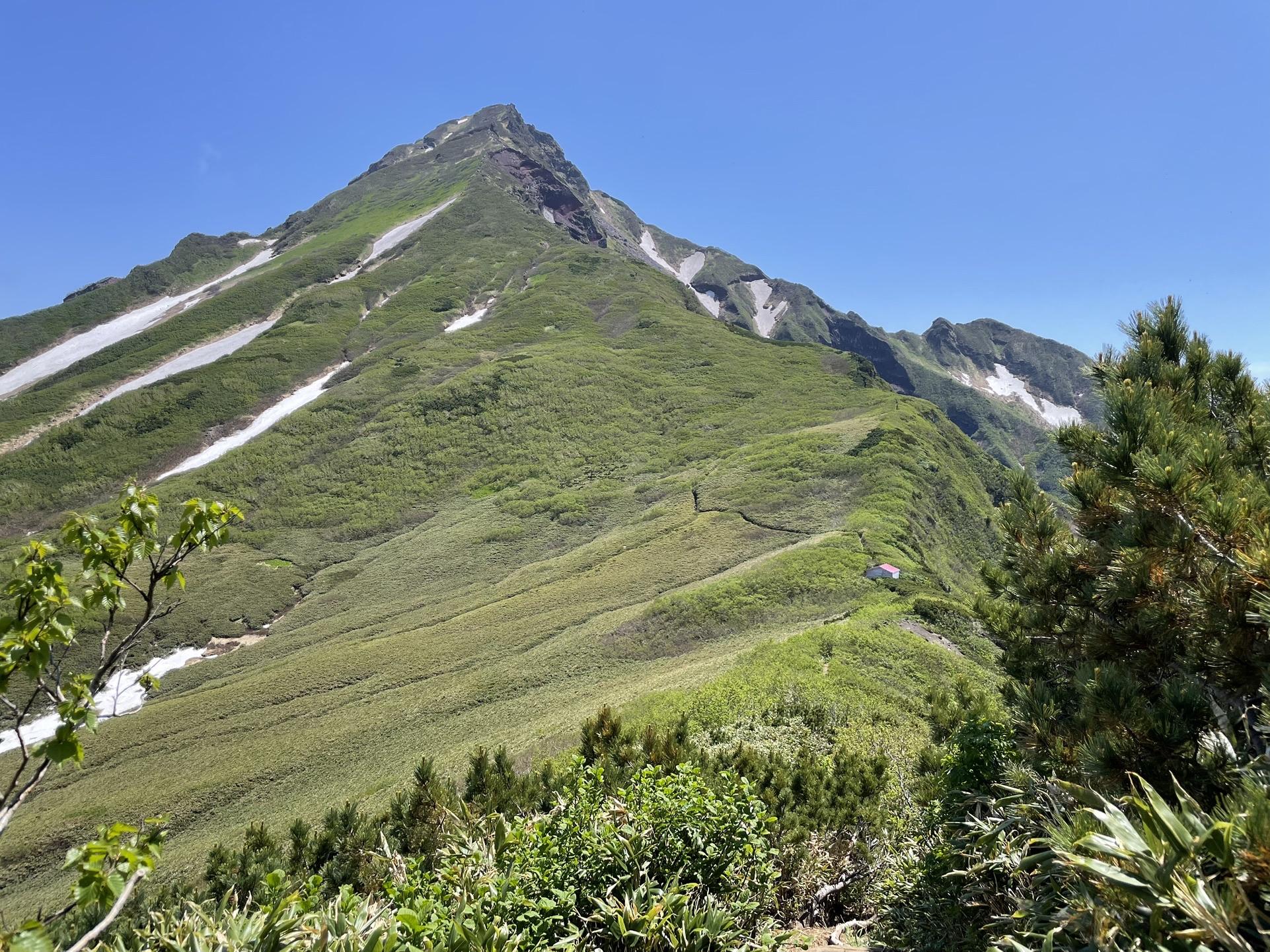 世界有名な 山採り 一位 観葉植物 - 希少 利尻 北海道 オンコ フラワー 