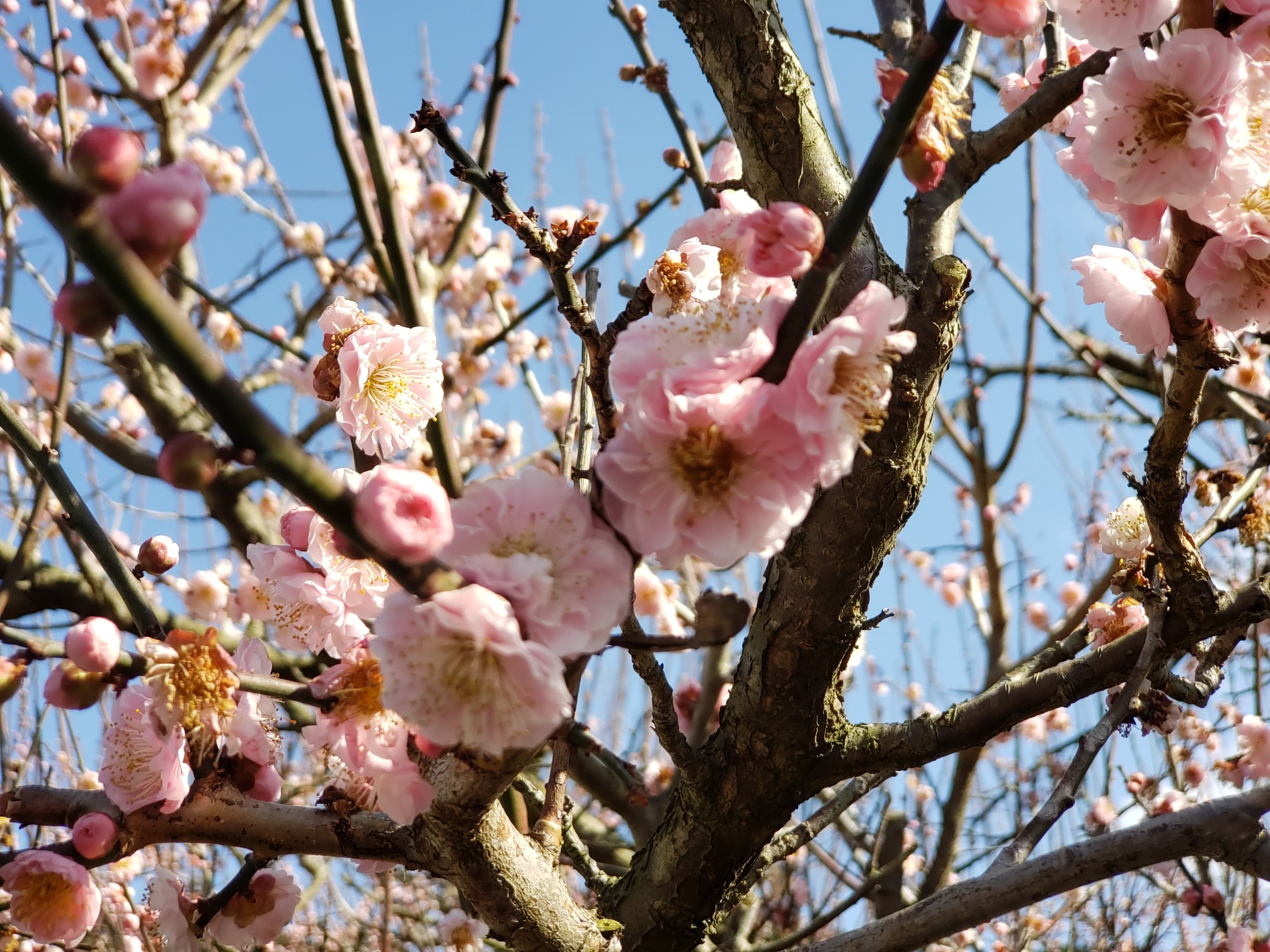 藤川天神の臥龍梅 新田神社 02 21 未来さんの紫尾山の活動日記 Yamap ヤマップ
