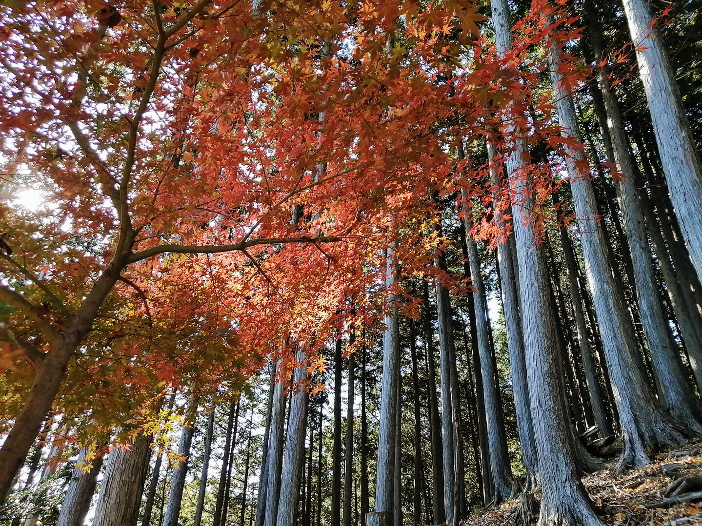 名栗湖ネイチャートレイル 金比羅山 飯能 もかさんの棒ノ折山 棒ノ嶺 の活動データ Yamap ヤマップ