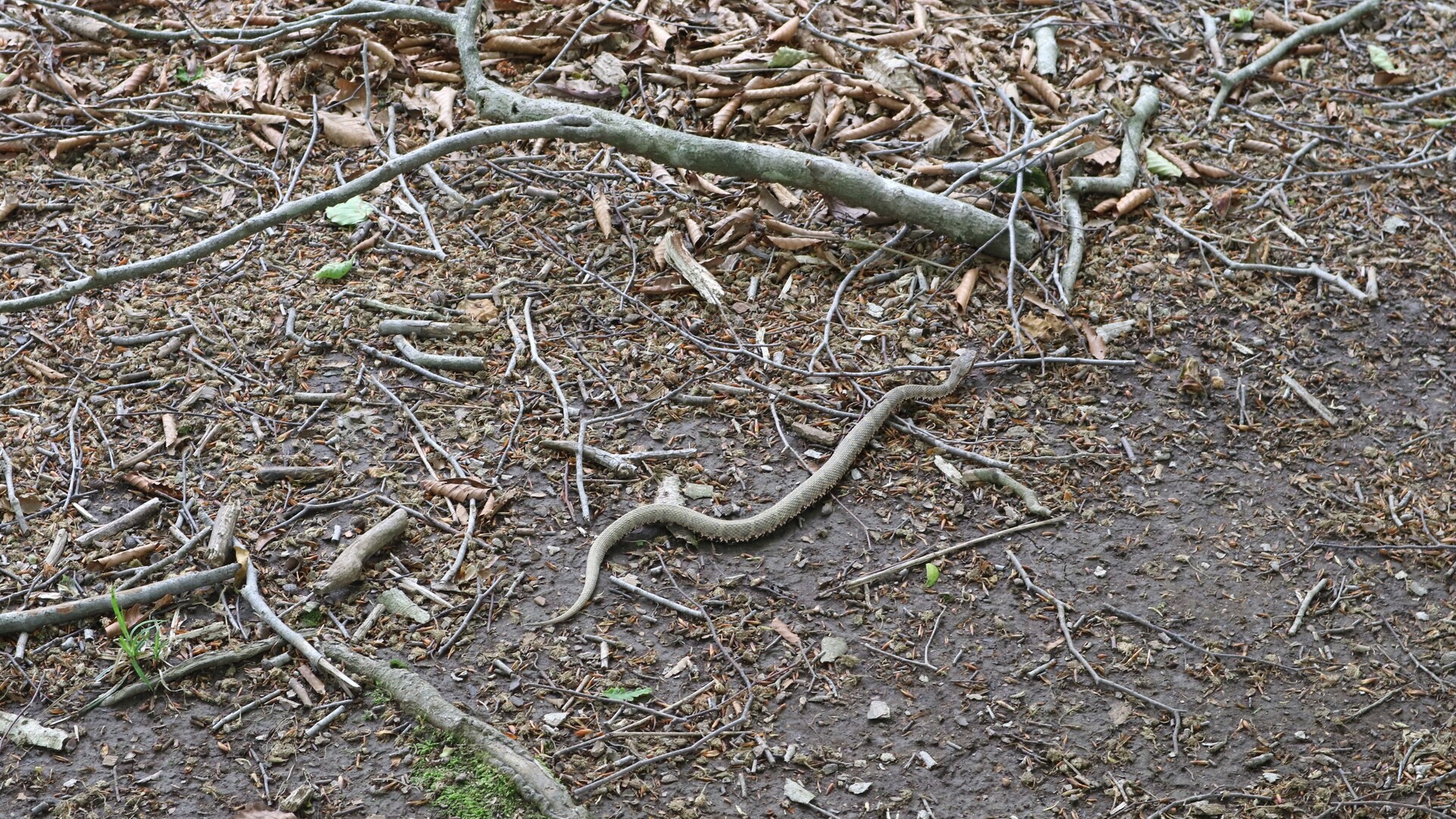 若狭駒ヶ岳でマムシに遭遇 アオダイショウ ひろかずさんのモーメント Yamap ヤマップ