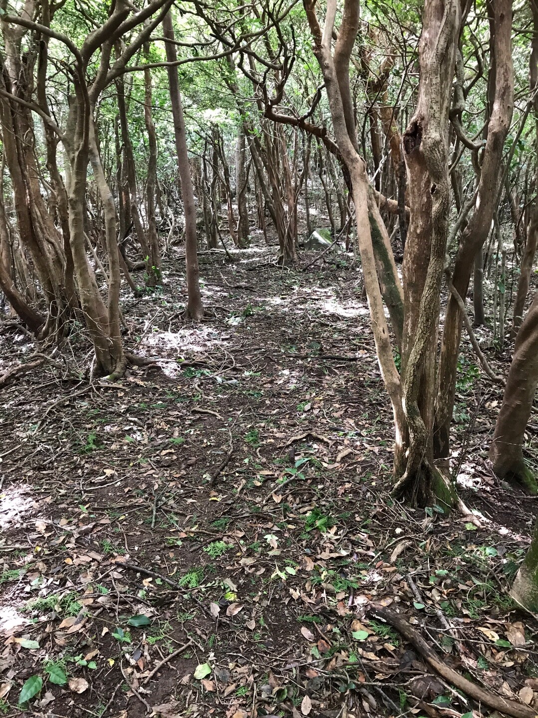 高岳ロックオン 絹笠山周回もね 雲仙岳 普賢岳 絹笠山の写真24枚目 ここはしっかり道 ここから先もきっとそ Yamap ヤマップ
