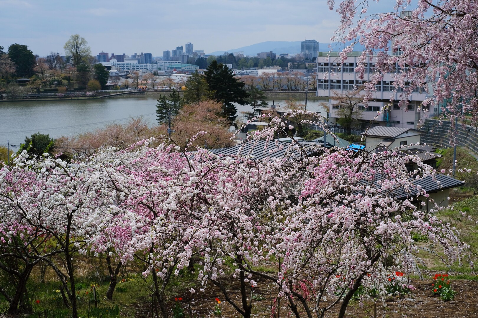 高松公園・花散歩 / 呑気なおじーちゃんさんの盛岡市の活動データ | YAMAP / ヤマップ