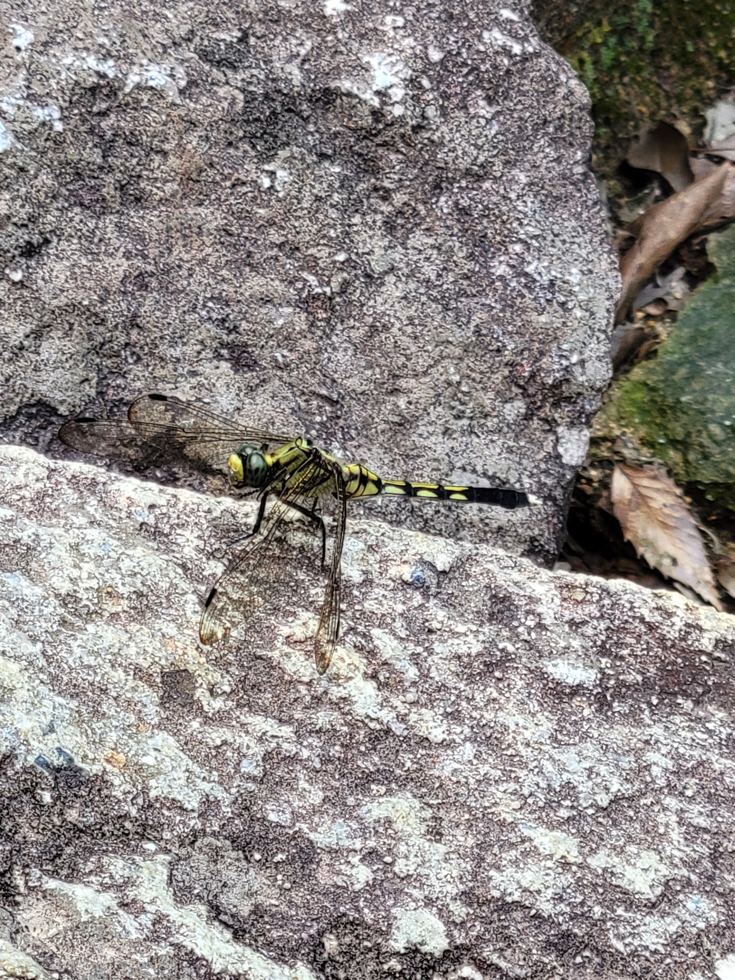 No 135 今回は久しぶりに滋賀のお山 みゅー さんの繖山 観音寺山 の活動データ Yamap ヤマップ