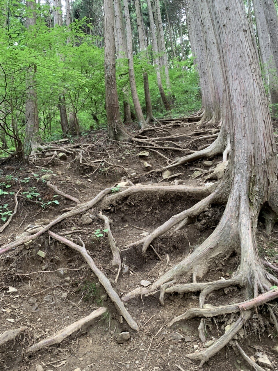 陣馬山へ ウォーキングの写真13枚目 下山 間違って陣馬山新ハイキングコースに Yamap ヤマップ