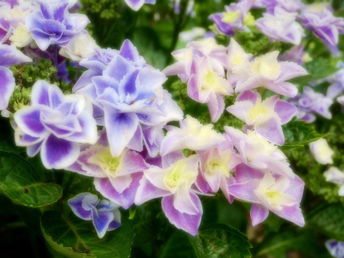 青空の欠片 紫陽花ブルー を求めて二本松寺散策 潮来市の写真17枚目 キラキラ星 八重咲きの花 青や紫 ピン Yamap ヤマップ