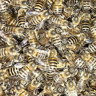 みつばち🐝
