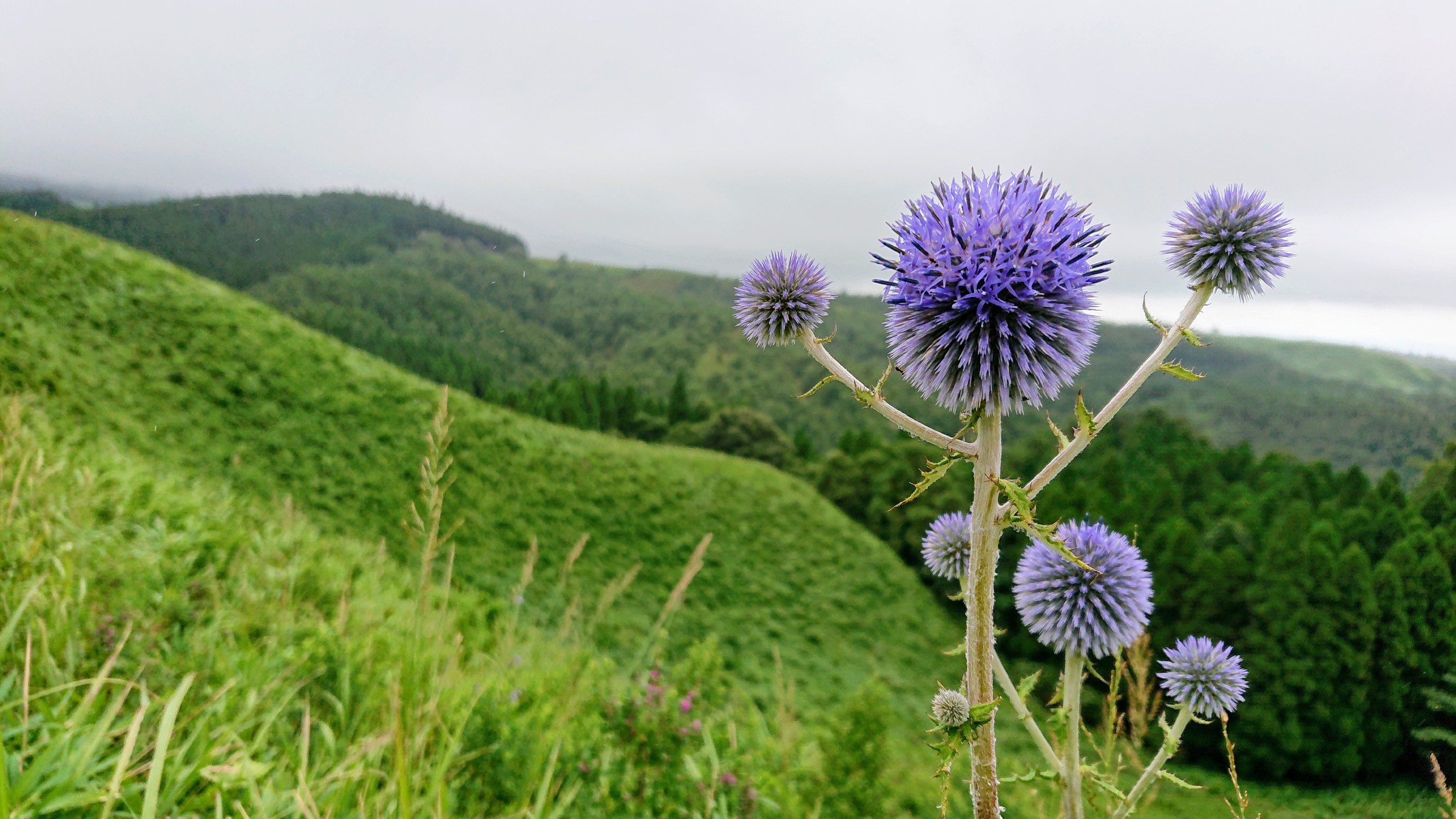 濃霧と雨 ヒゴタイ観賞 嶺さんの草原の村 うぶやまトレッキング 山吹水源と扇棚田コースの活動日記 Yamap ヤマップ