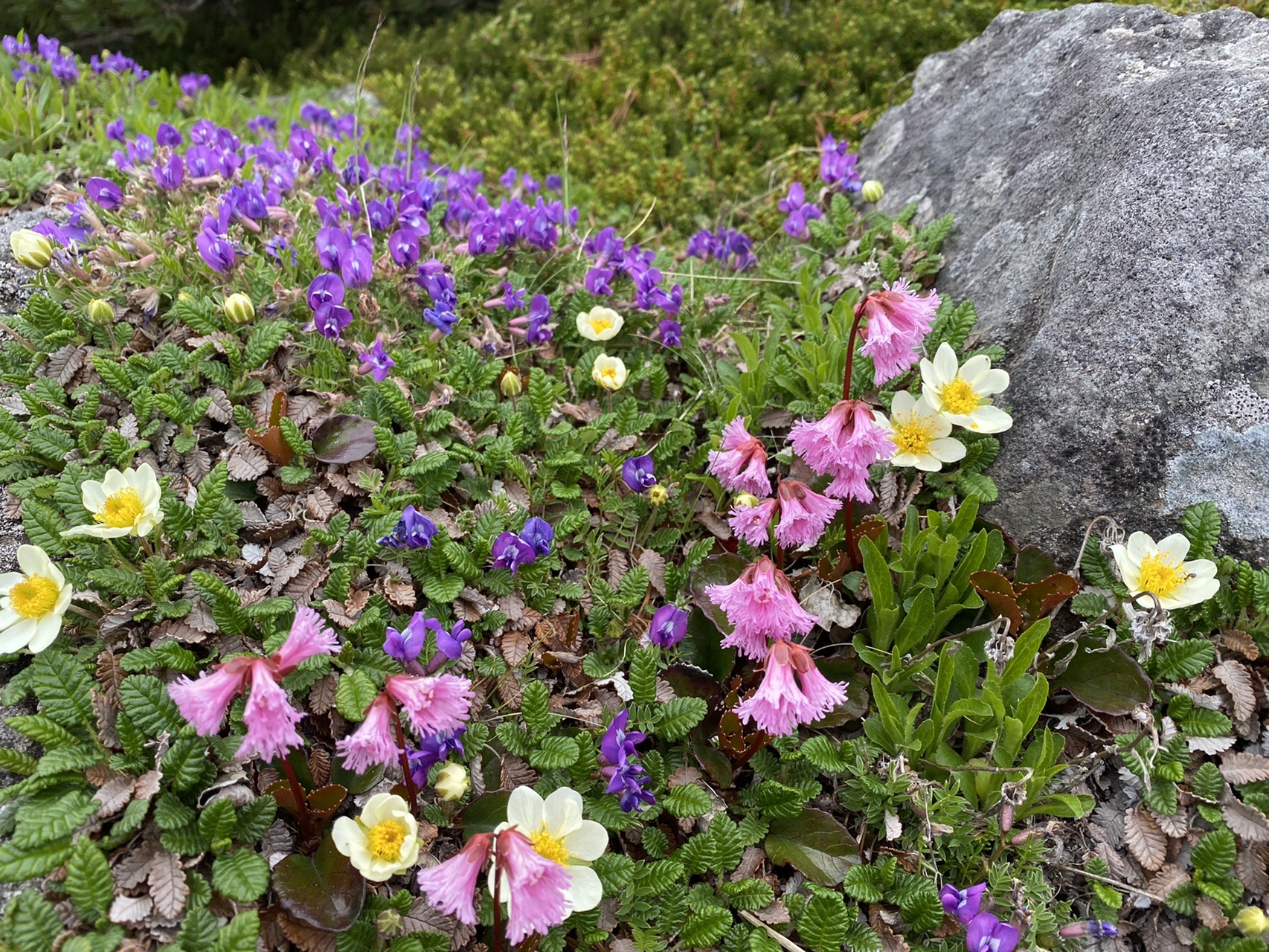 花満開 八ヶ岳 横岳 彩さんの八ヶ岳 赤岳 硫黄岳 天狗岳 の活動日記 Yamap ヤマップ