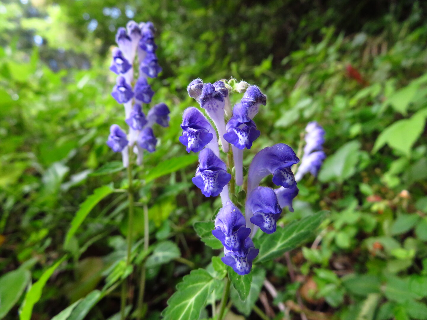 明星山の植物観察 うらさんの明星山 久留米市 白金山の活動日記 Yamap ヤマップ