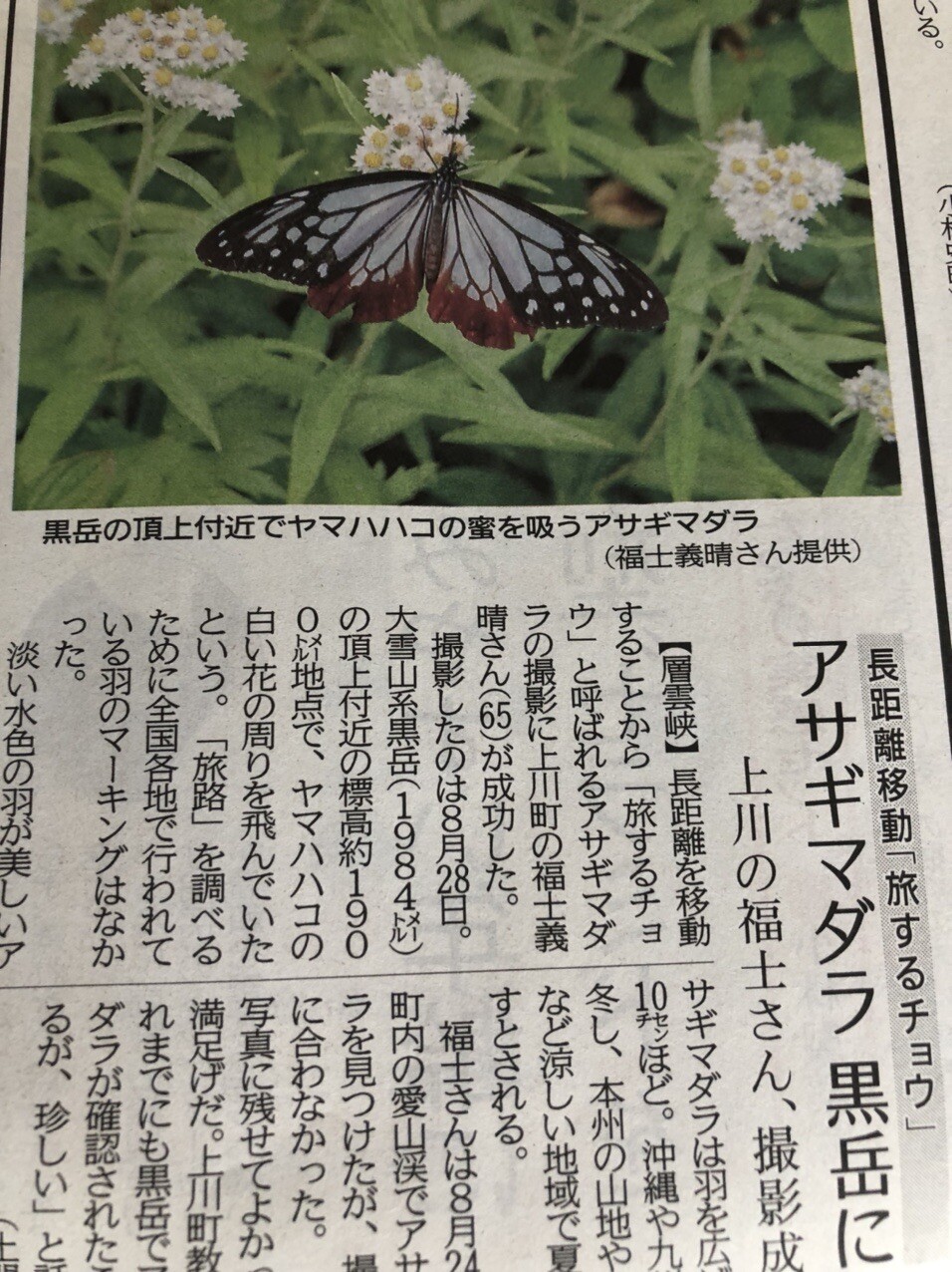 今朝の新聞に 8 28に黒岳で珍しい蝶の みんちさんのモーメント Yamap ヤマップ