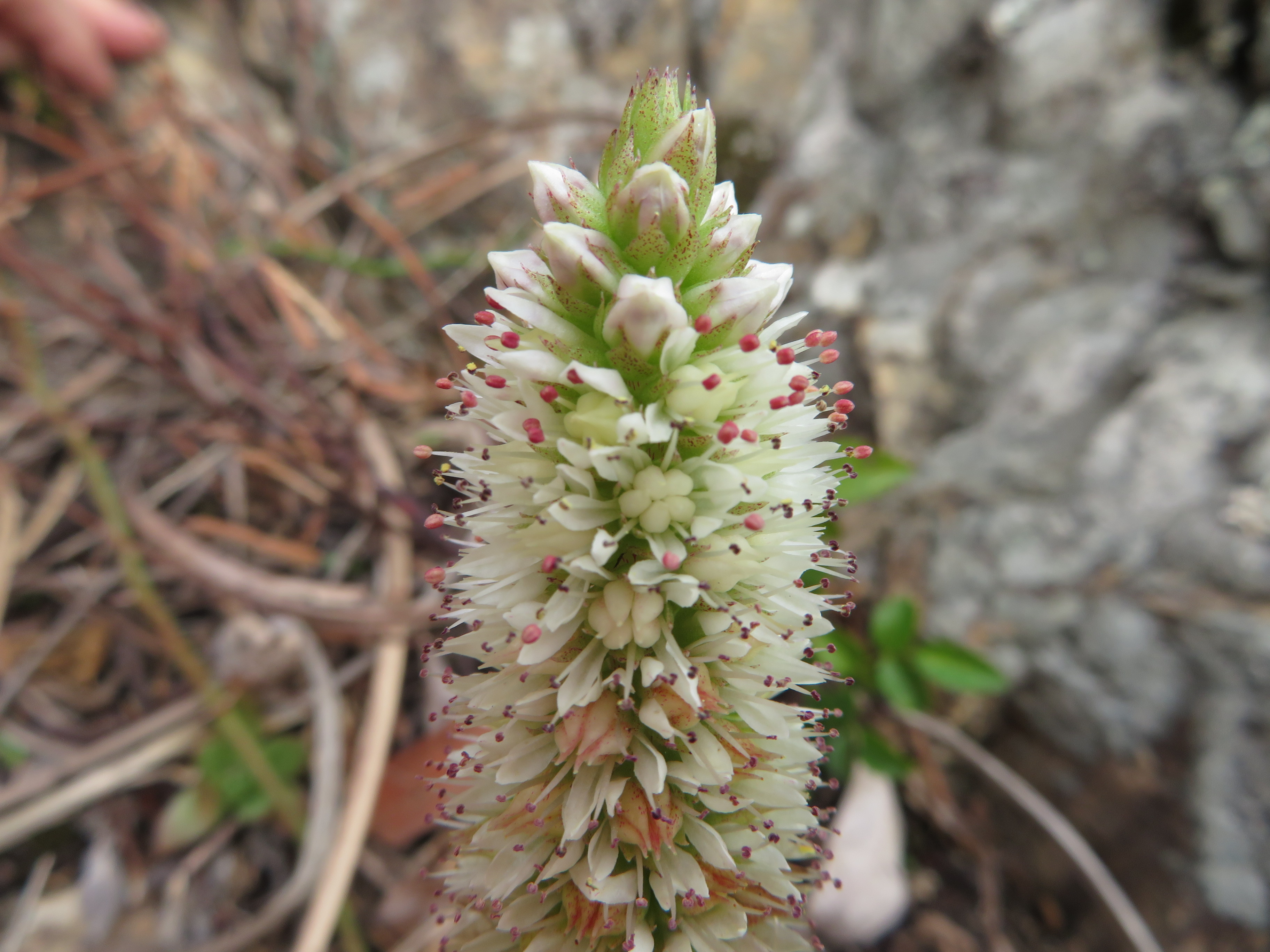 ゲンカイイワレンゲと白野江植物公園 Kojiさんの風師山の活動日記 Yamap ヤマップ