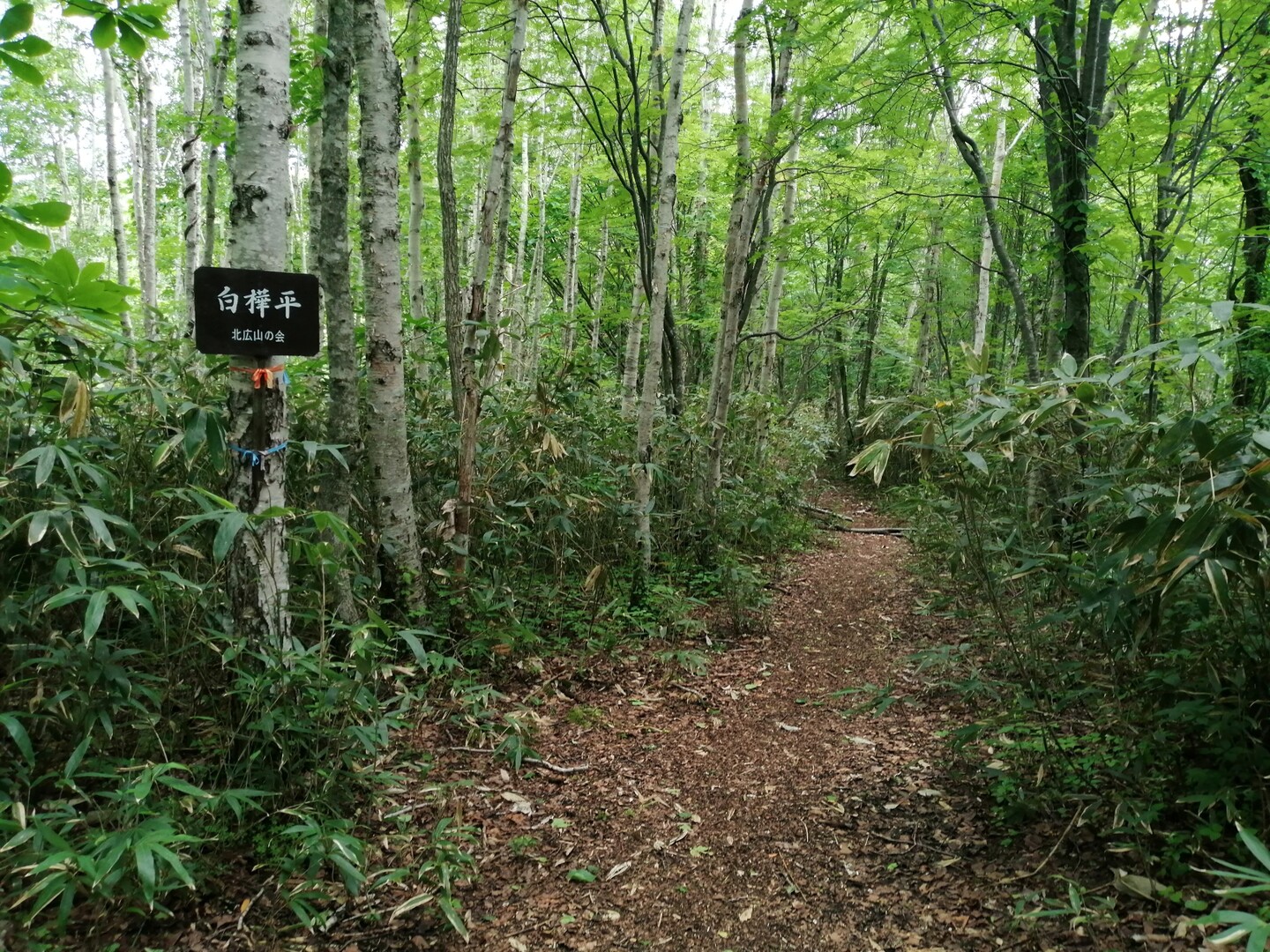 北広山ジョグ登山 ぴよしろうさんの野牛山 北広山の活動日記 Yamap ヤマップ