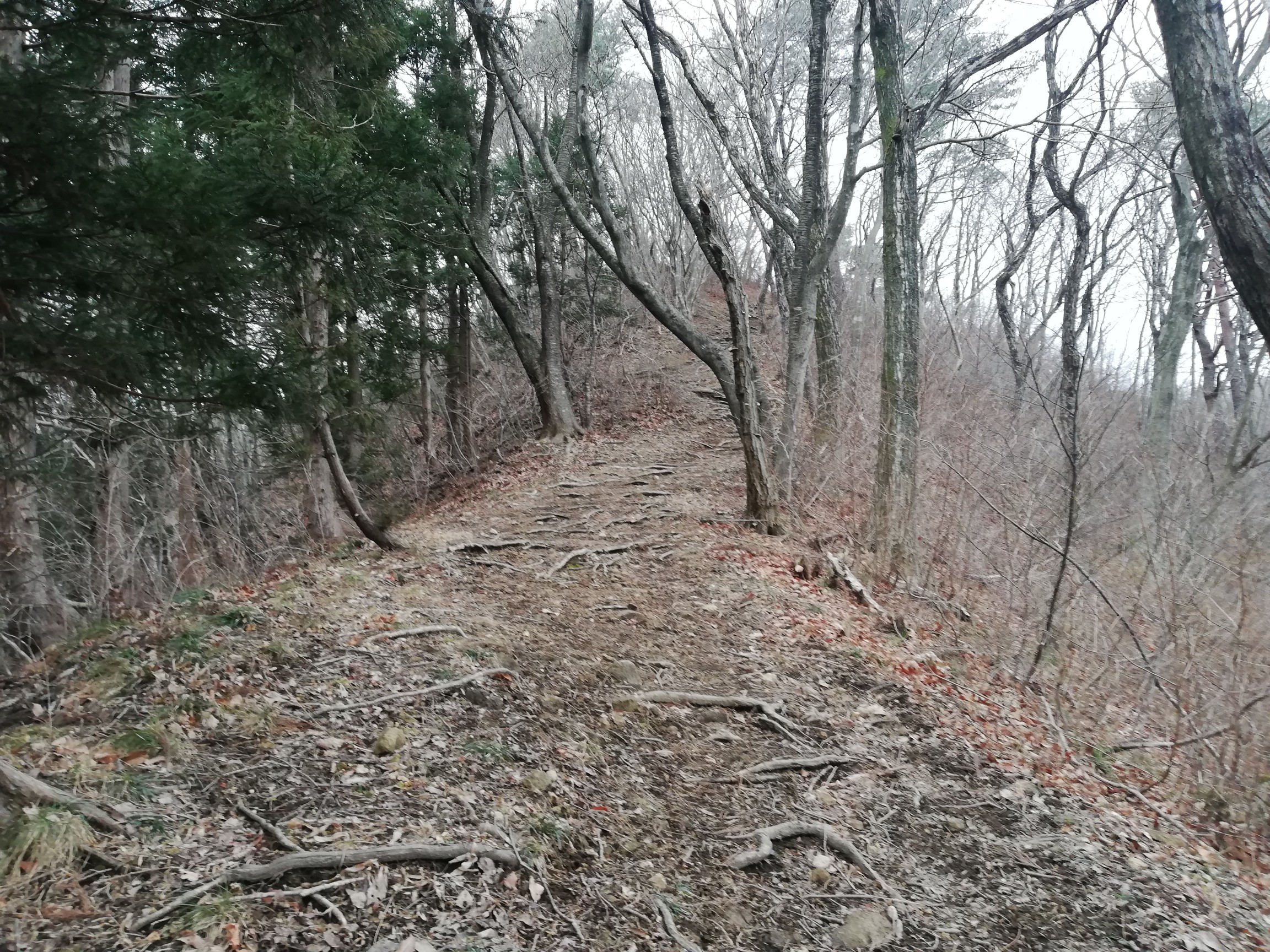 達居森 尾根道2