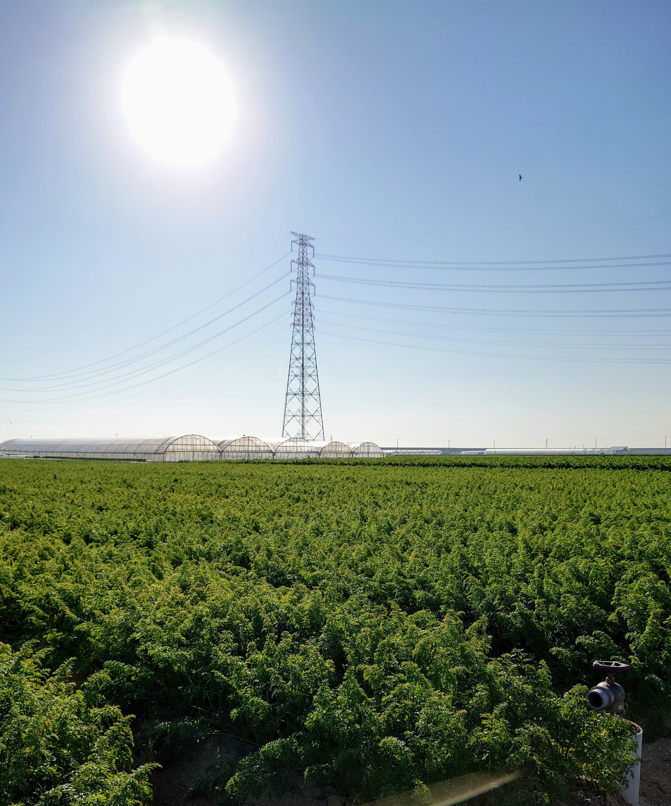 たんトピア ﾇｰﾄﾘｱに遭遇 ぁぃ さんのウォーキングの活動日記 Yamap ヤマップ