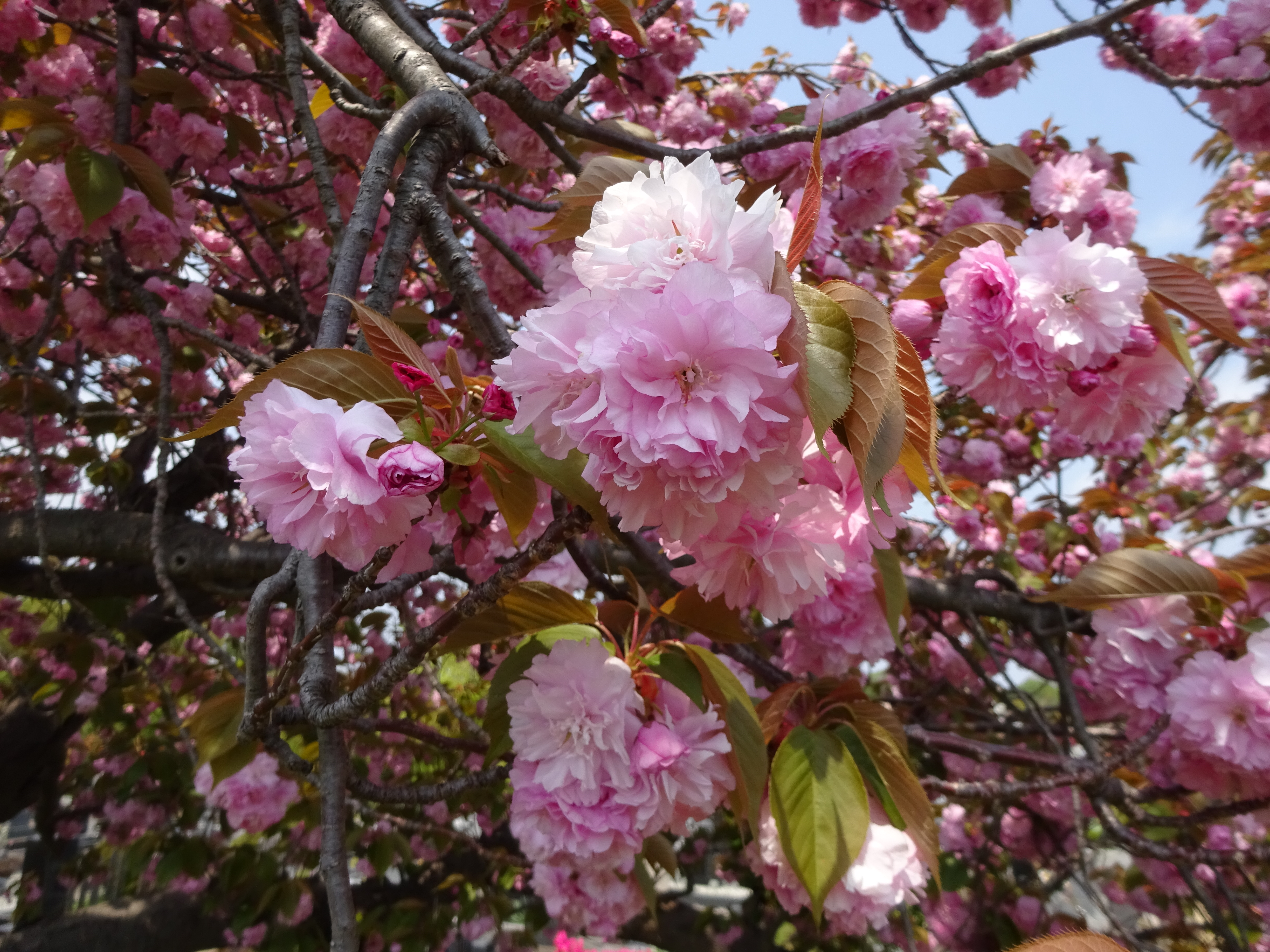 関山桜咲く川崎緑ヶ丘霊園 ずおずおむさんの国分寺市の活動データ Yamap ヤマップ