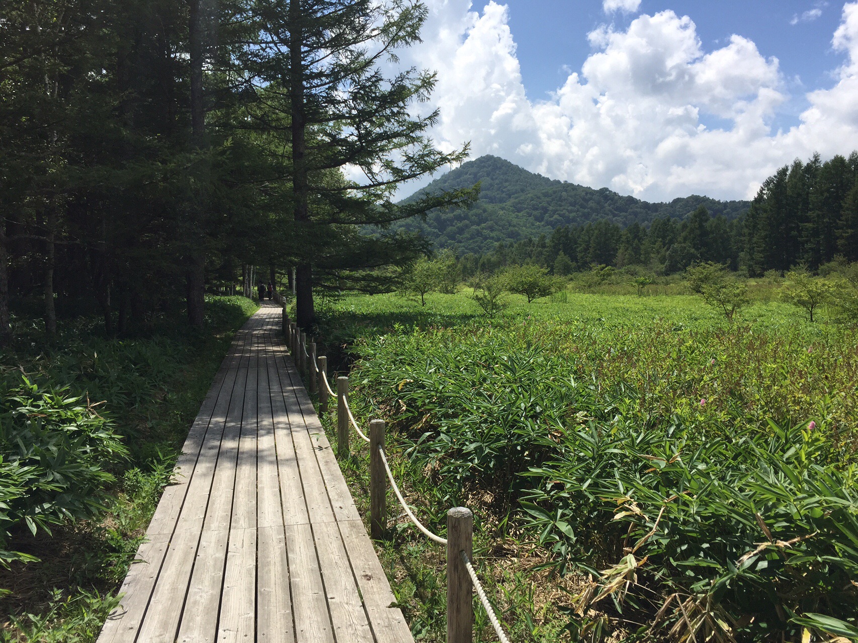 避暑 コロナ収束祈願ハイク 日光戦場ヶ原 Takeshiさんの日光白根山 五色山 錫ヶ岳の活動データ Yamap ヤマップ