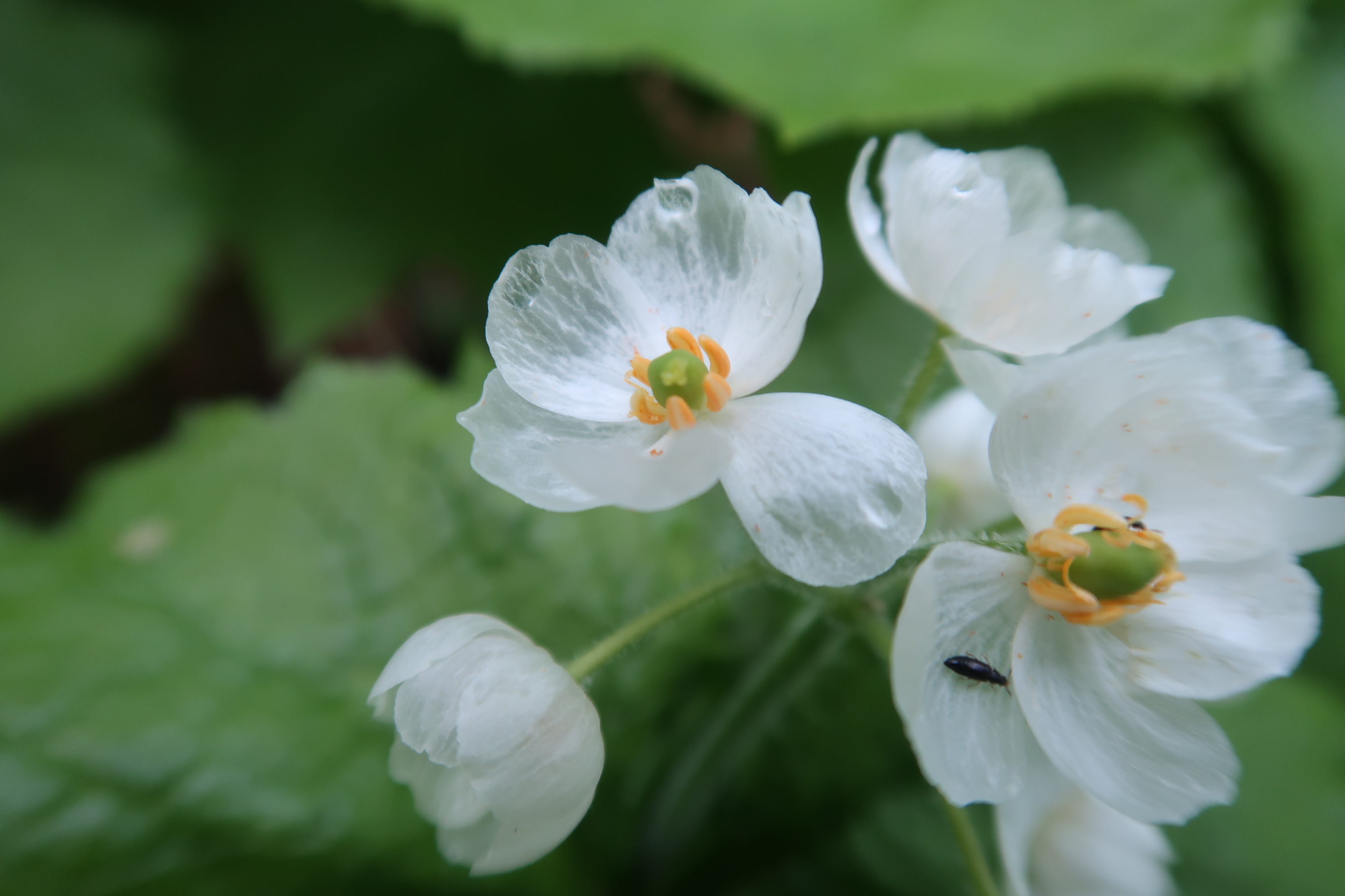 別山 山頂はガスガスでした が新緑 サンカヨウに癒され 市ノ瀬からチブリ尾根ピストン Nori1496さんの白山 別山 銚子ヶ峰の活動データ Yamap ヤマップ