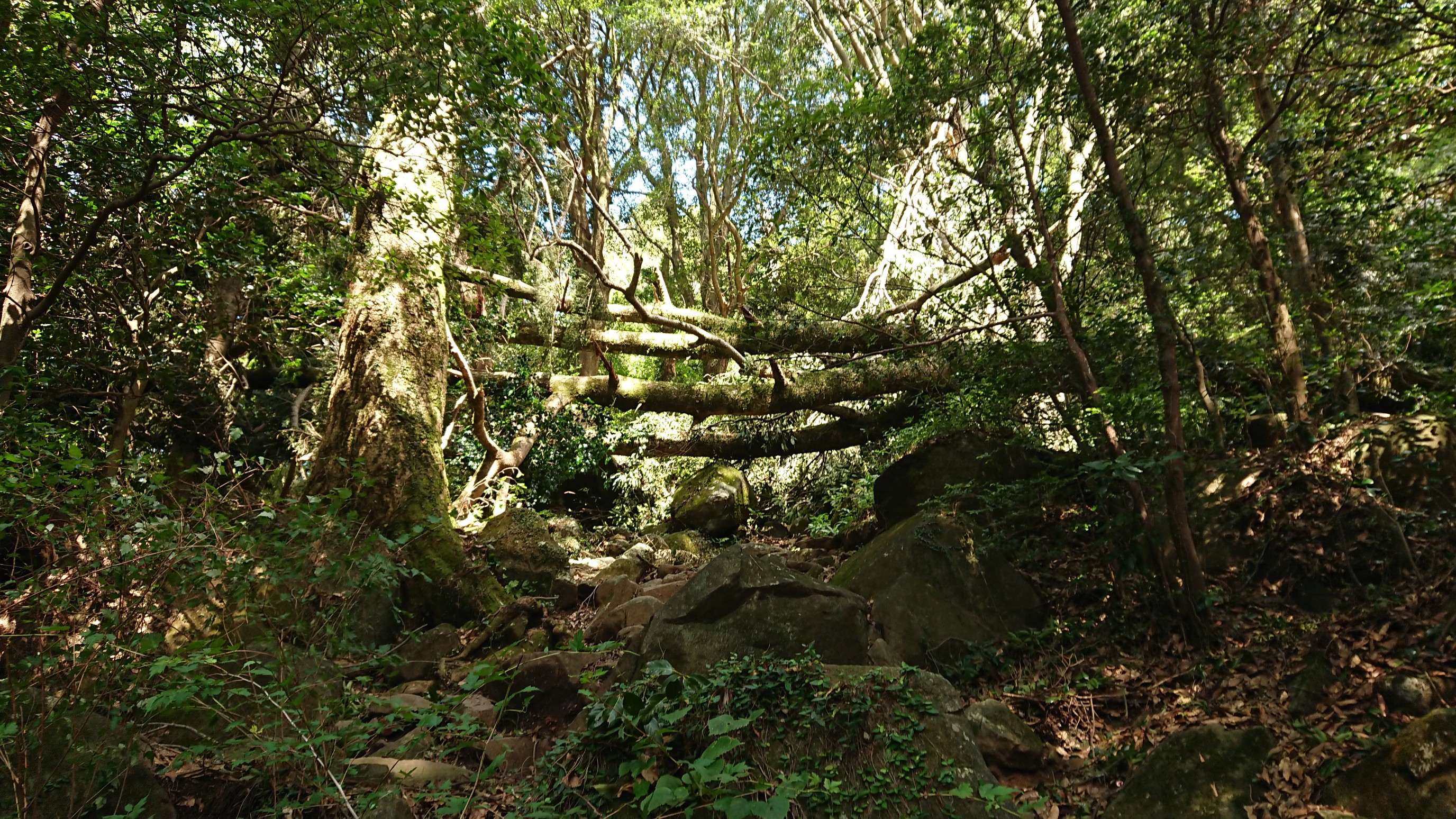 台風一過 筑波山 とどろさんの筑波山の活動日記 Yamap ヤマップ
