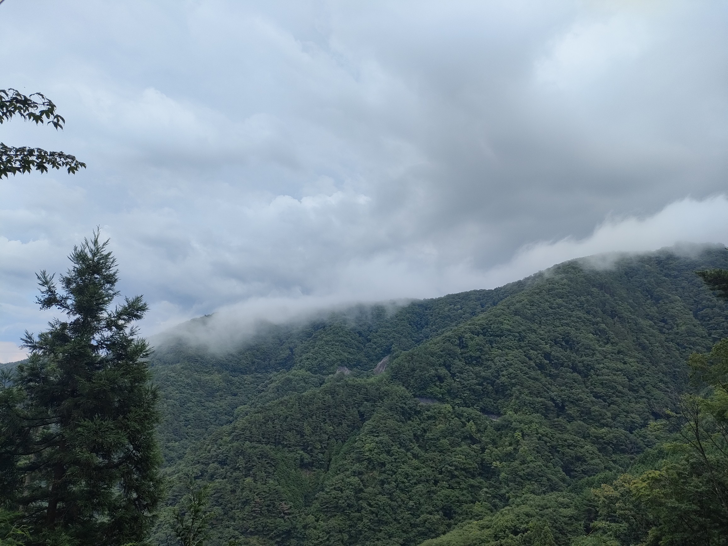大川山 / 紗希さんの竜王山（讃岐山脈）・大川山の活動データ YAMAP / ヤマップ