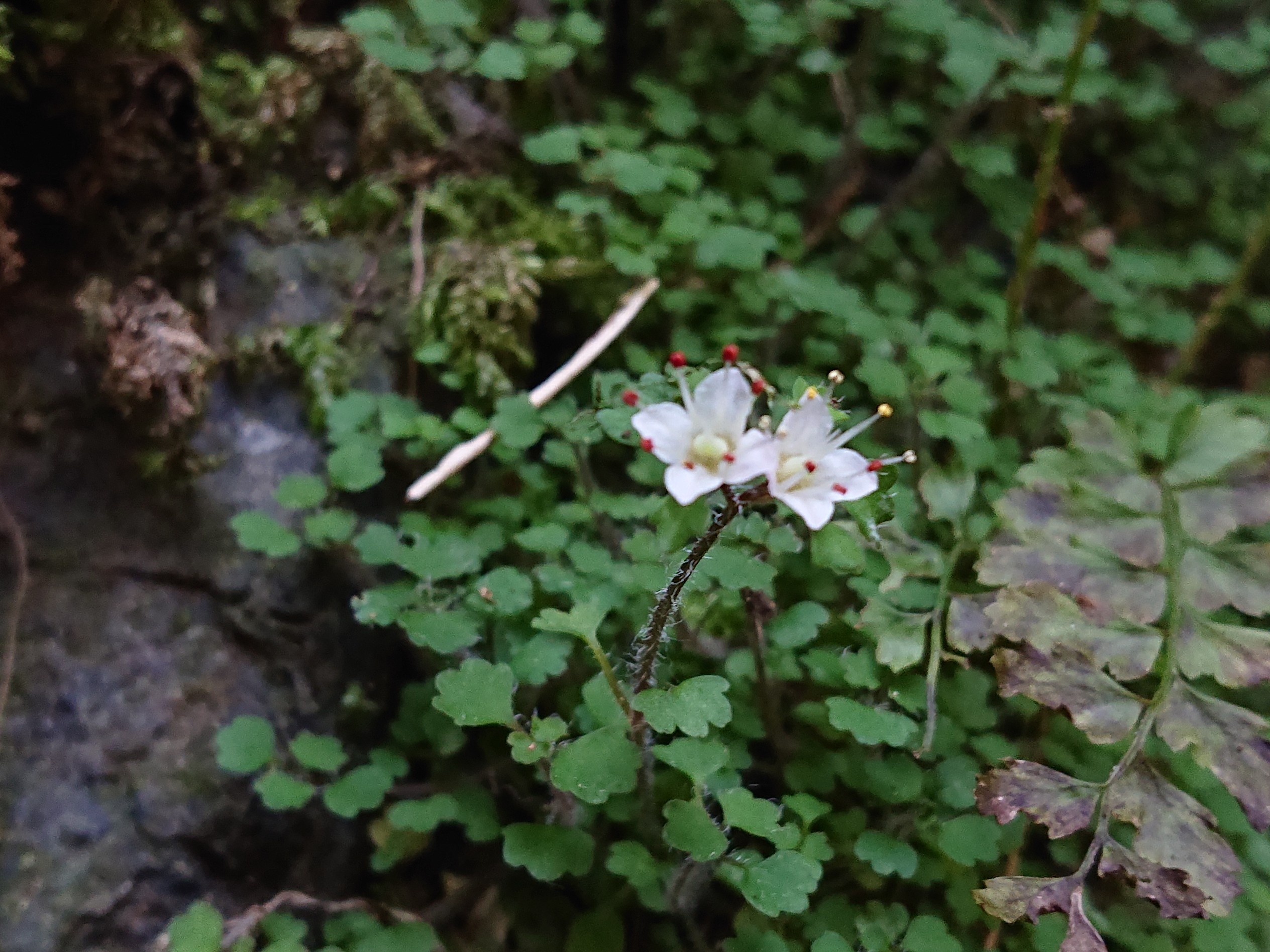 ハナネコノメソウを探しに金剛の滝 ついでに小山散策 櫟さんの網代弁天山 網代城山の活動データ Yamap ヤマップ