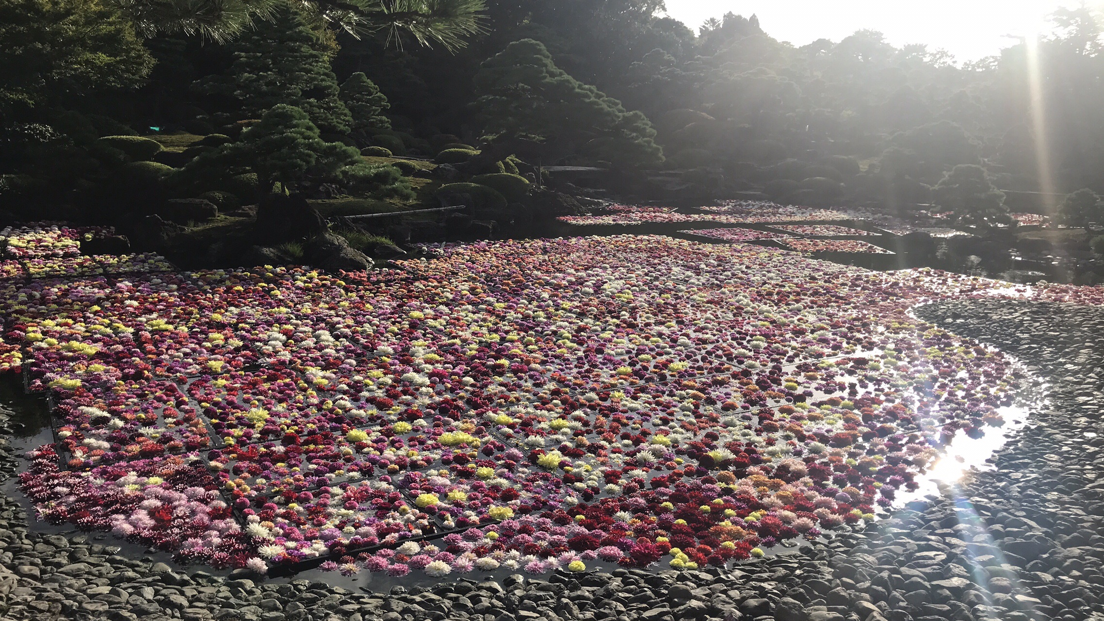 大根島 由志園 １０万輪のダリア ツカッチさんの松江市の活動データ Yamap ヤマップ
