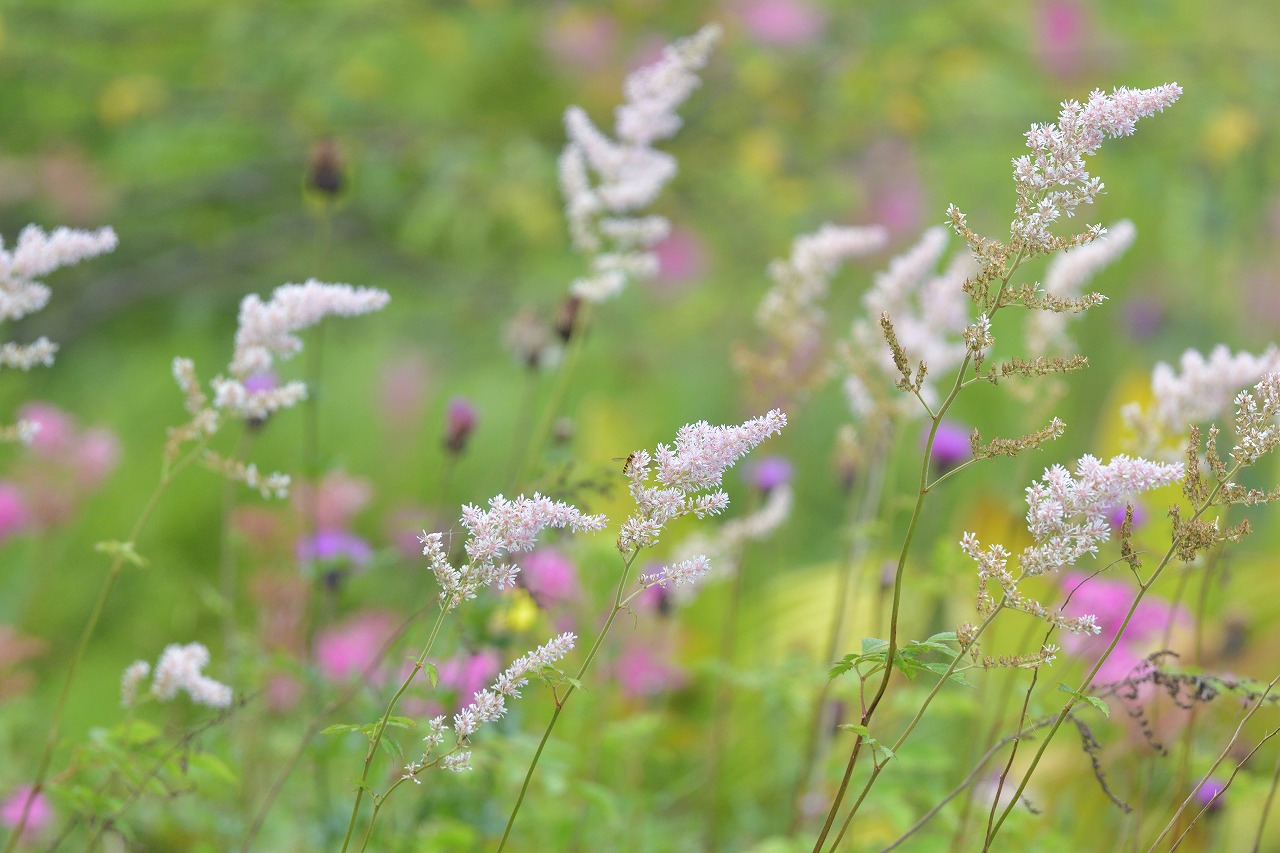 花の八島ヶ原湿原 霧ヶ峰 を歩く Kawauso さんの霧ヶ峰 車山 大笹峰の活動日記 Yamap ヤマップ