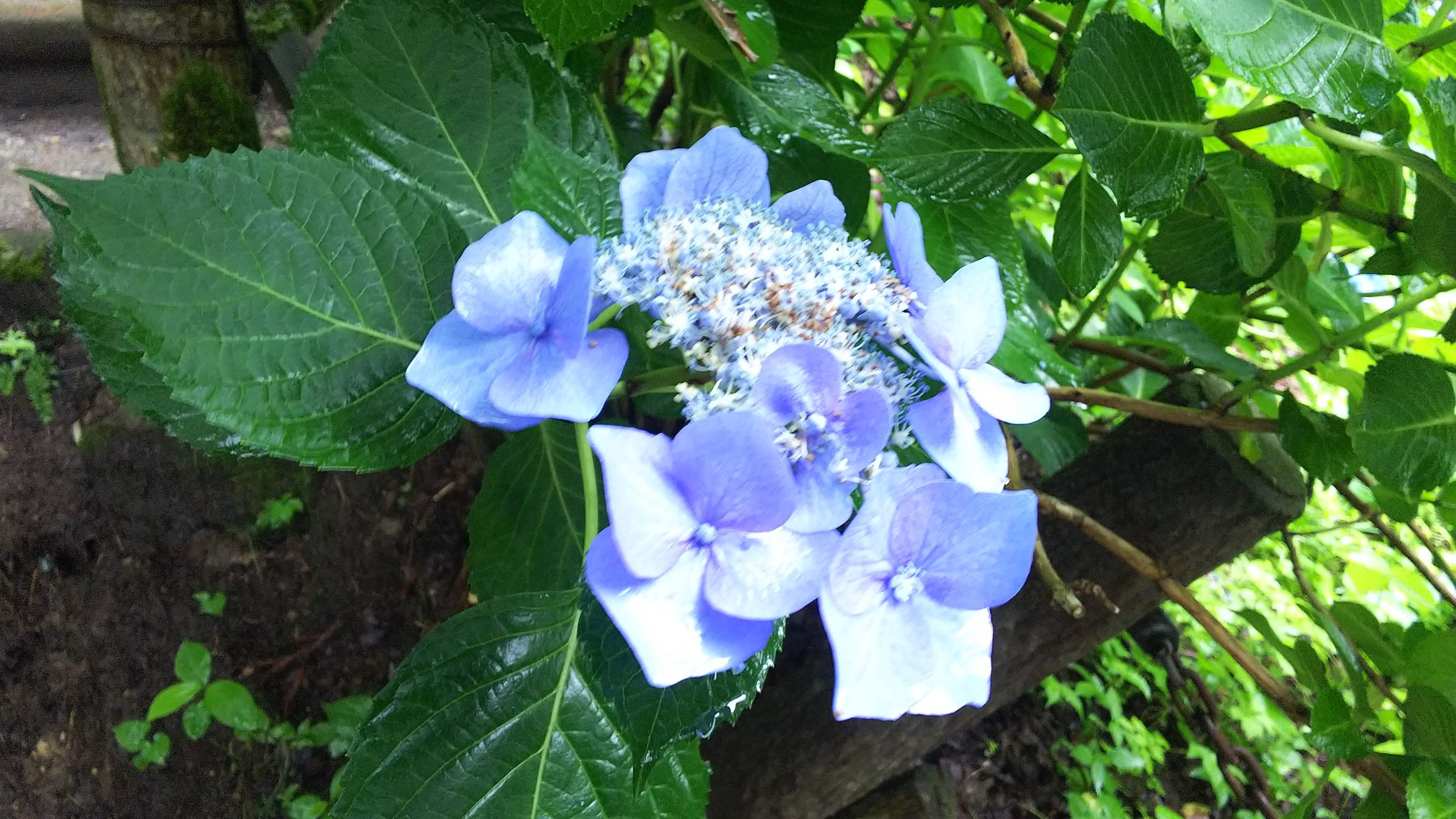 紫陽花の花言葉 ヤーマンさんの田上町の活動データ Yamap ヤマップ
