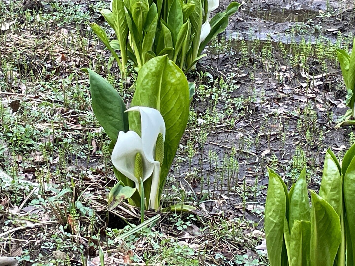 ミズバショウが咲きました🤗初めて見たけ... / ケッピさんのモーメント YAMAP / ヤマップ