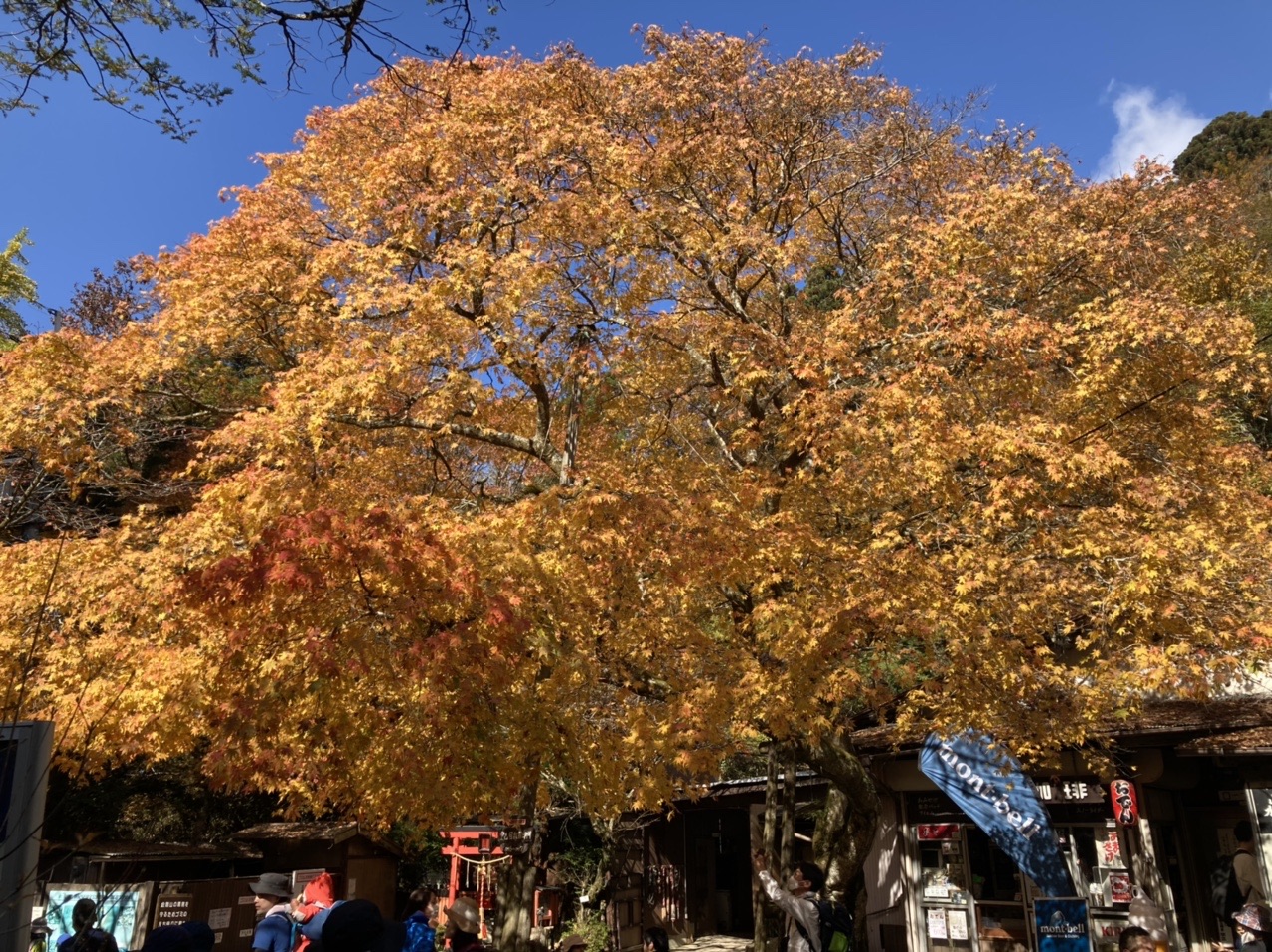 金剛山 紅葉今が見頃です もみじ谷 ダイトレ コーヒーパパさんの金剛山 二上山 大和葛城山の活動データ Yamap ヤマップ