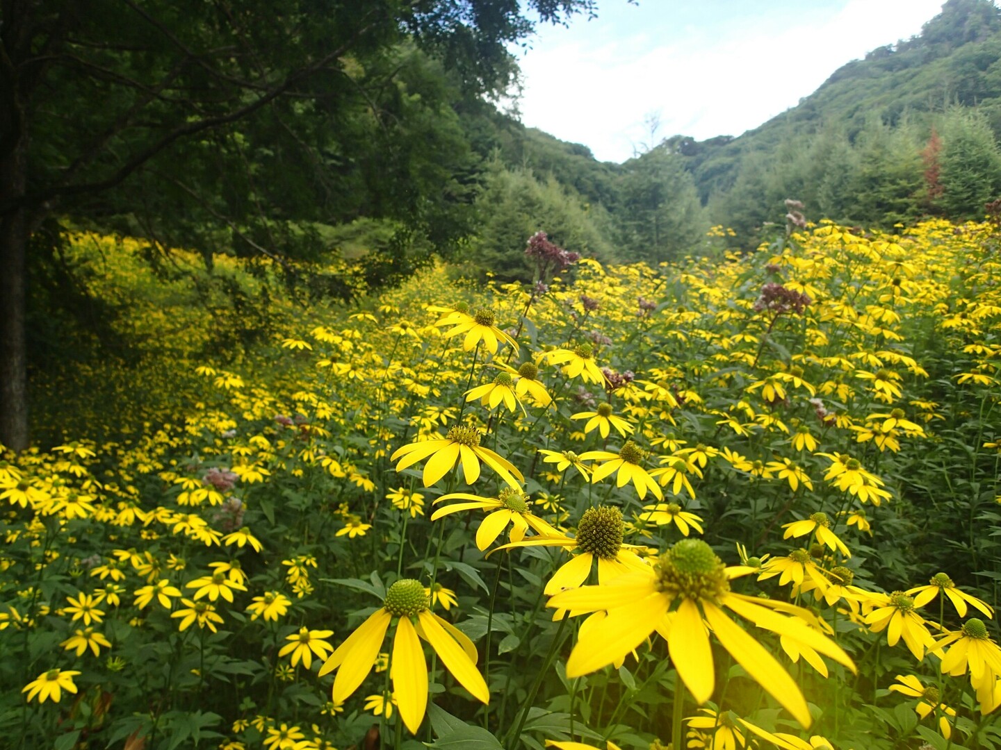 奥日光の黄色い花 08 17 ミャンミィさんの日光白根山 五色山 錫ヶ岳の活動データ Yamap ヤマップ