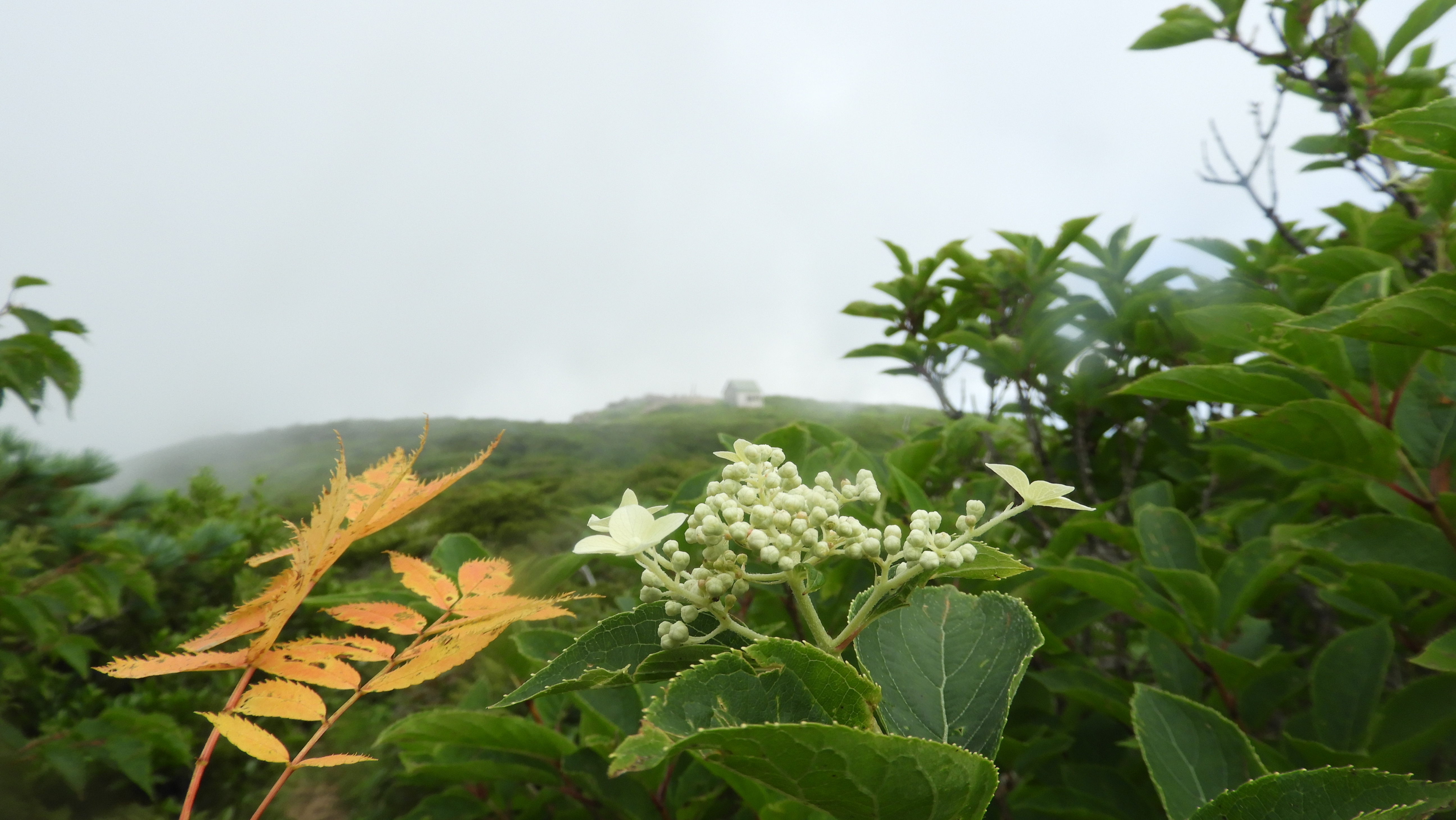 船形山（御所山）・泉ヶ岳・蛇ヶ岳 装いはじめたナナカマド(^^♪