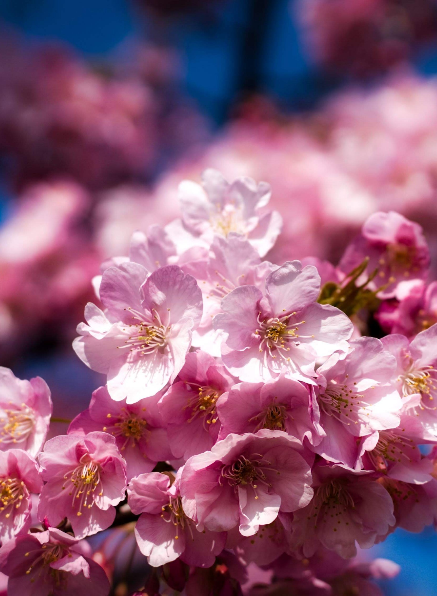 渥美 免々田川の河津桜 チコちゃんにほめられる さんの渥美半島 田原アルプスの活動データ Yamap ヤマップ