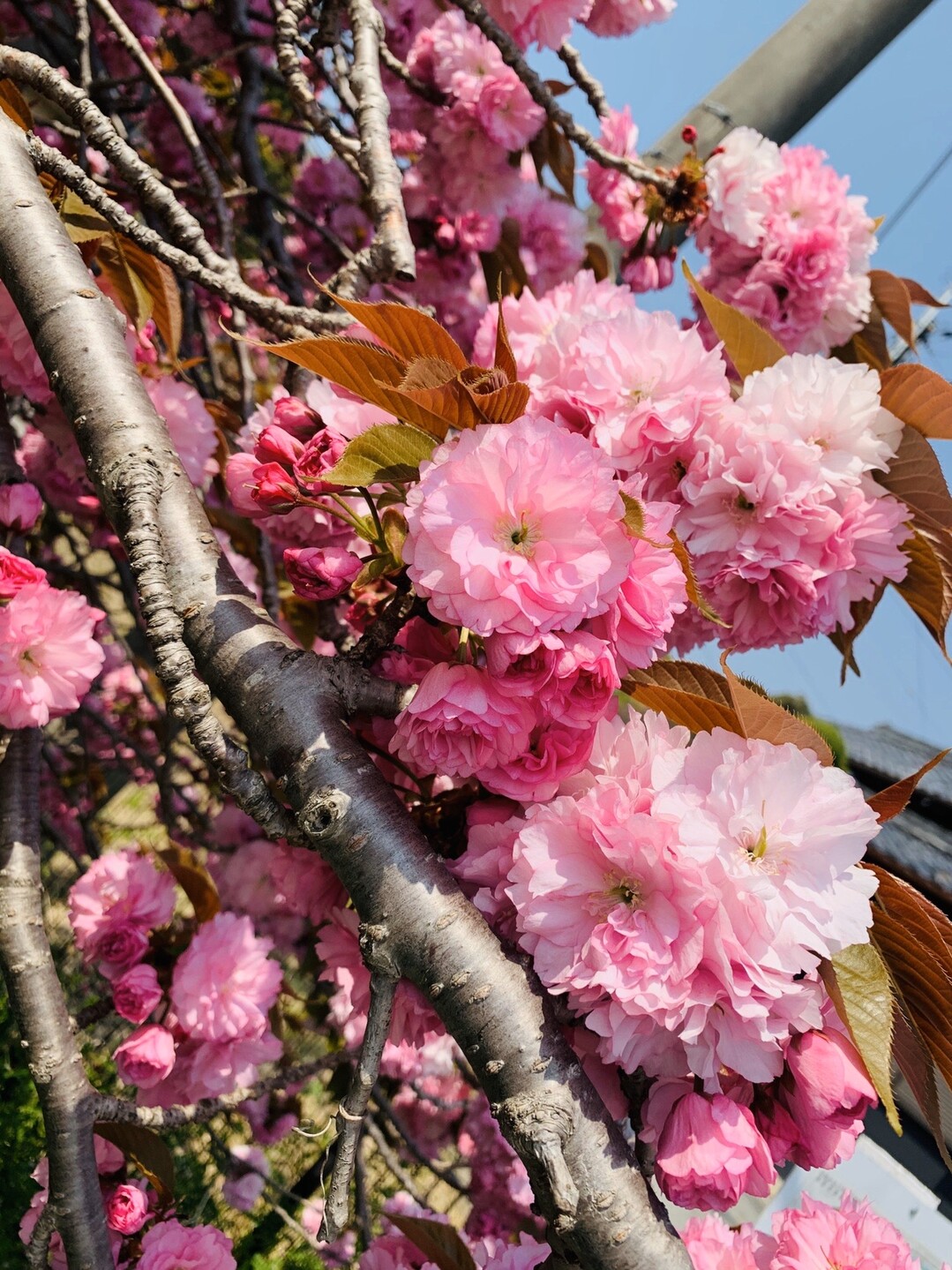 二上山 04 16 Kumiさんの金剛山 二上山 大和葛城山の活動日記 Yamap ヤマップ