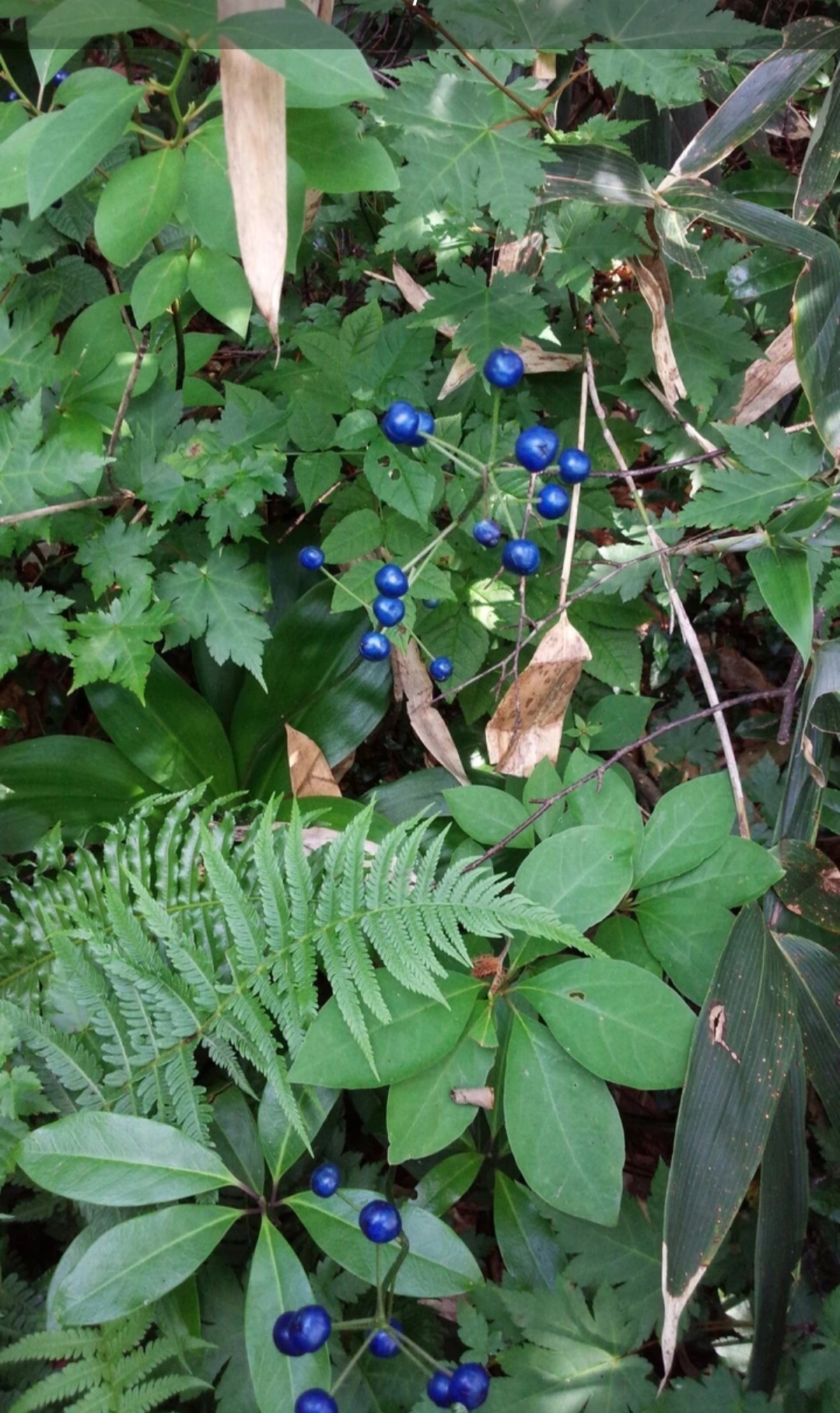 今まで出会った花たち たへもんさんの新発田市の活動日記 Yamap ヤマップ