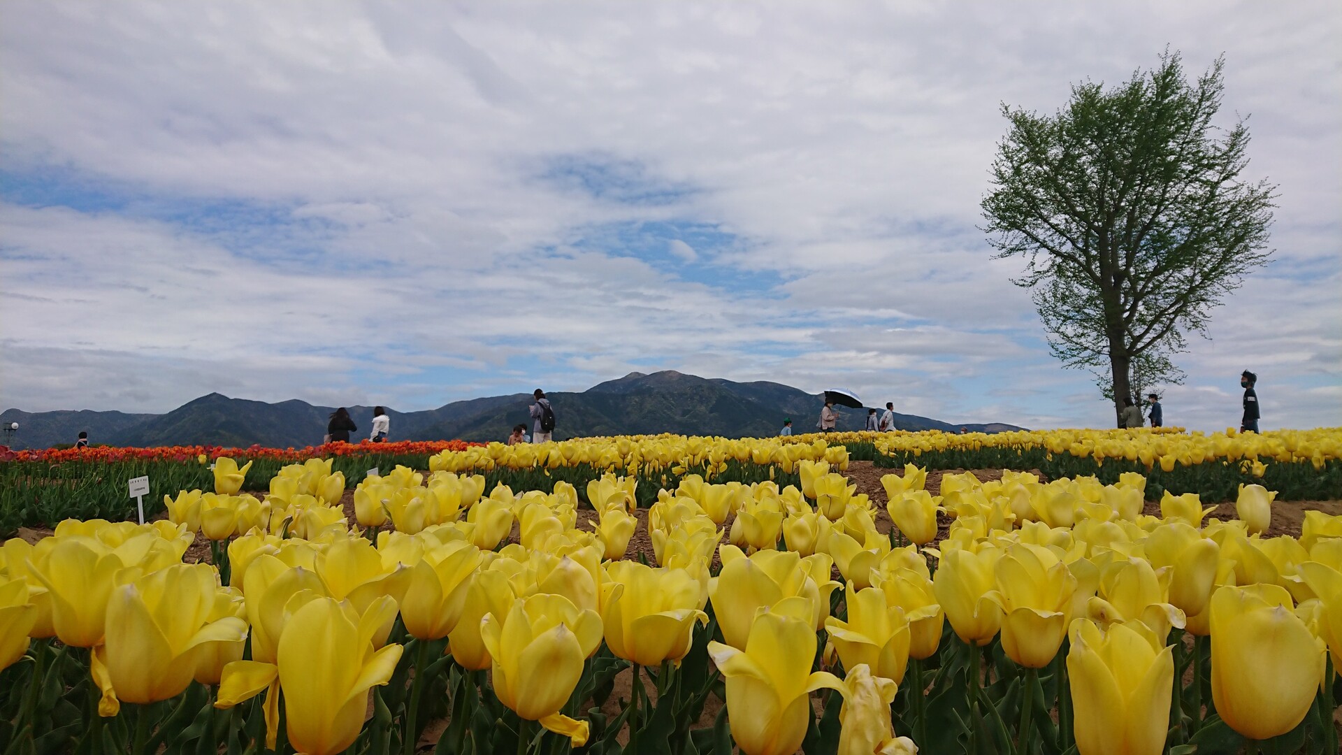 直方チューリップは終わりかけです ヒロキさんのモーメント Yamap ヤマップ