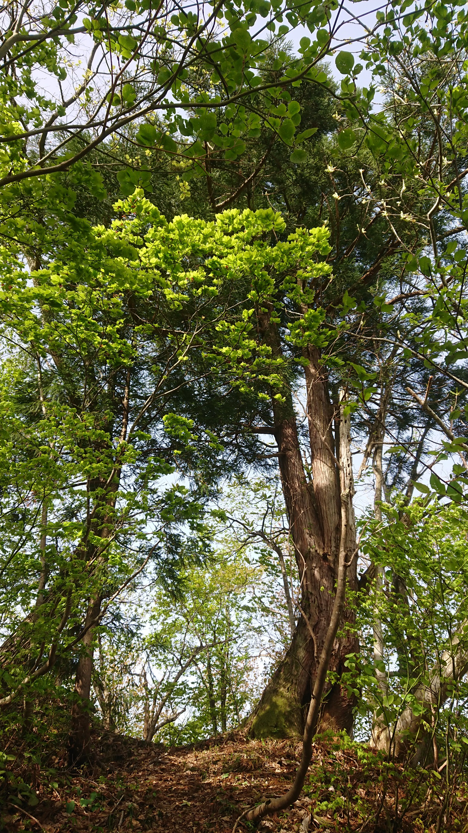 木六山・銀次郎山 山の神の杉