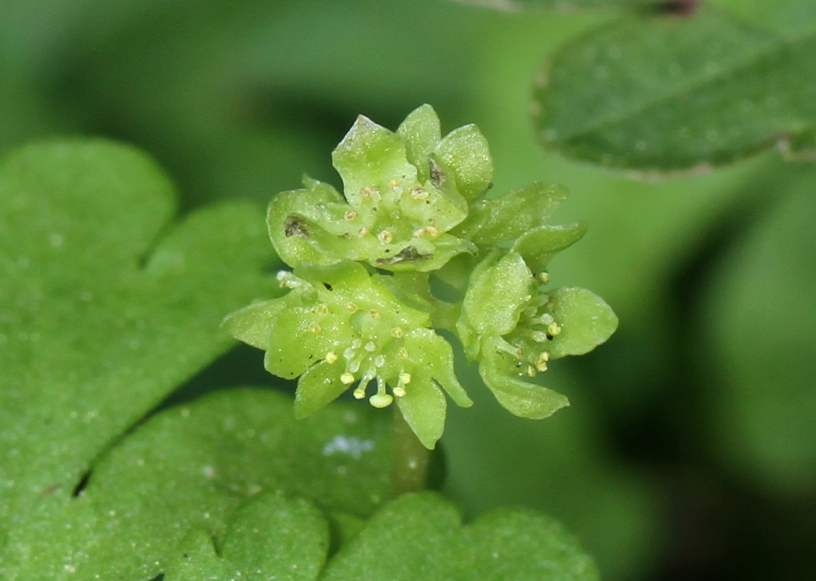 沈黙の高尾山 ユユ さんの高尾山 陣馬山 景信山の活動日記 Yamap ヤマップ