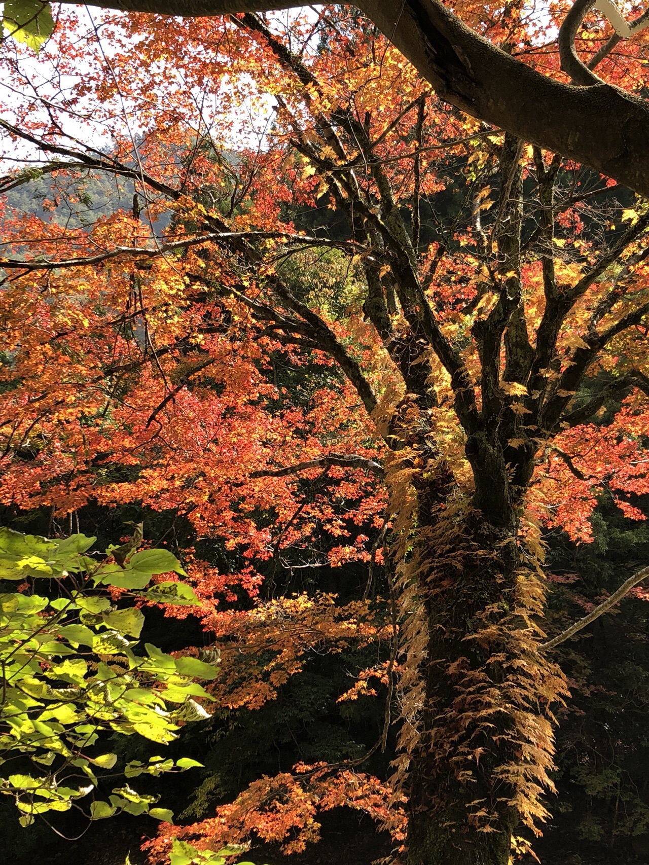 見立渓谷 紅葉を楽しみに たまやんさんの傾山の活動日記 Yamap ヤマップ