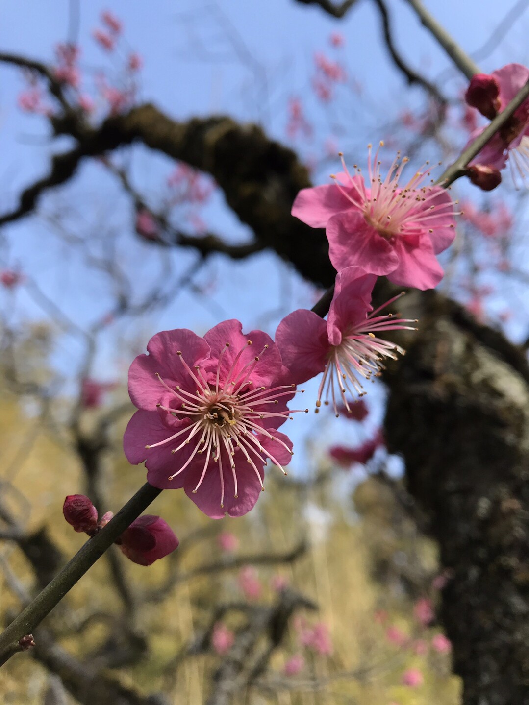 神代植物公園梅まつりを散策 東京都23区 西エリアの写真13枚目 大盃 おおさかずき 本紅一重咲き 緋梅 Yamap ヤマップ