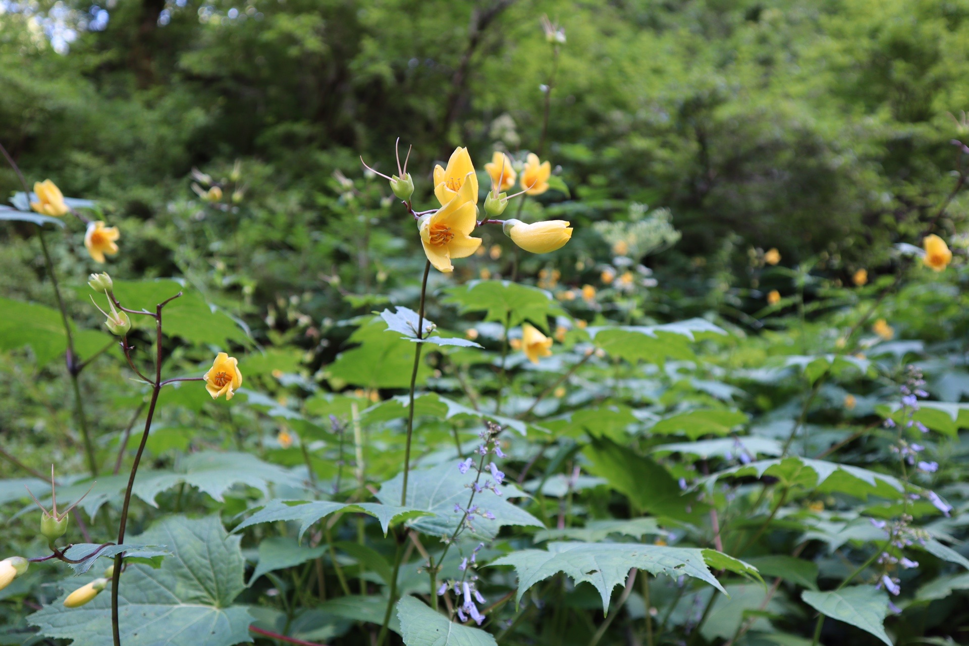剣山 天涯の花 Maririnさんの剣山 徳島県 の活動データ Yamap ヤマップ