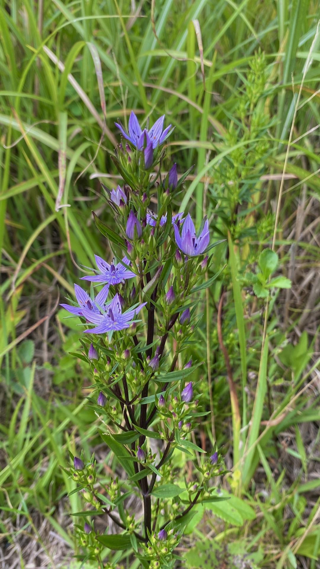 ムラサキセンブリ』 リンドウ科 セン / サンピカさんのモーメント