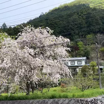 ここの桜が1番綺麗でした